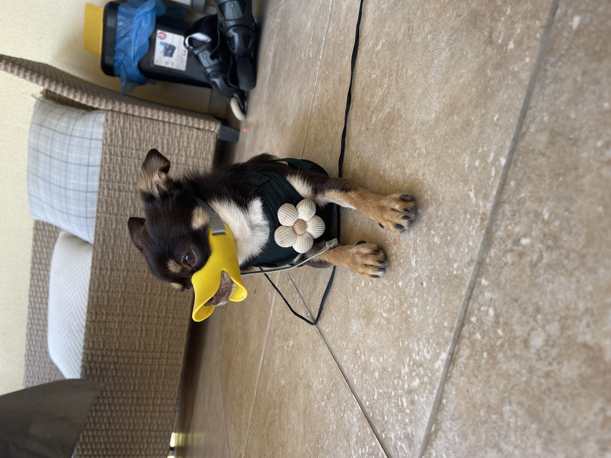 A small, dark-furred dog with a yellow duck-billed muzzle is lying on a tiled floor. The dog is wearing a green vest adorned with a white flower. In the background, a wicker chair with cushions and a black trash can are visible. The scene appears to be an outdoor patio. The image does not provide information about the location in Lisaura, Romania.