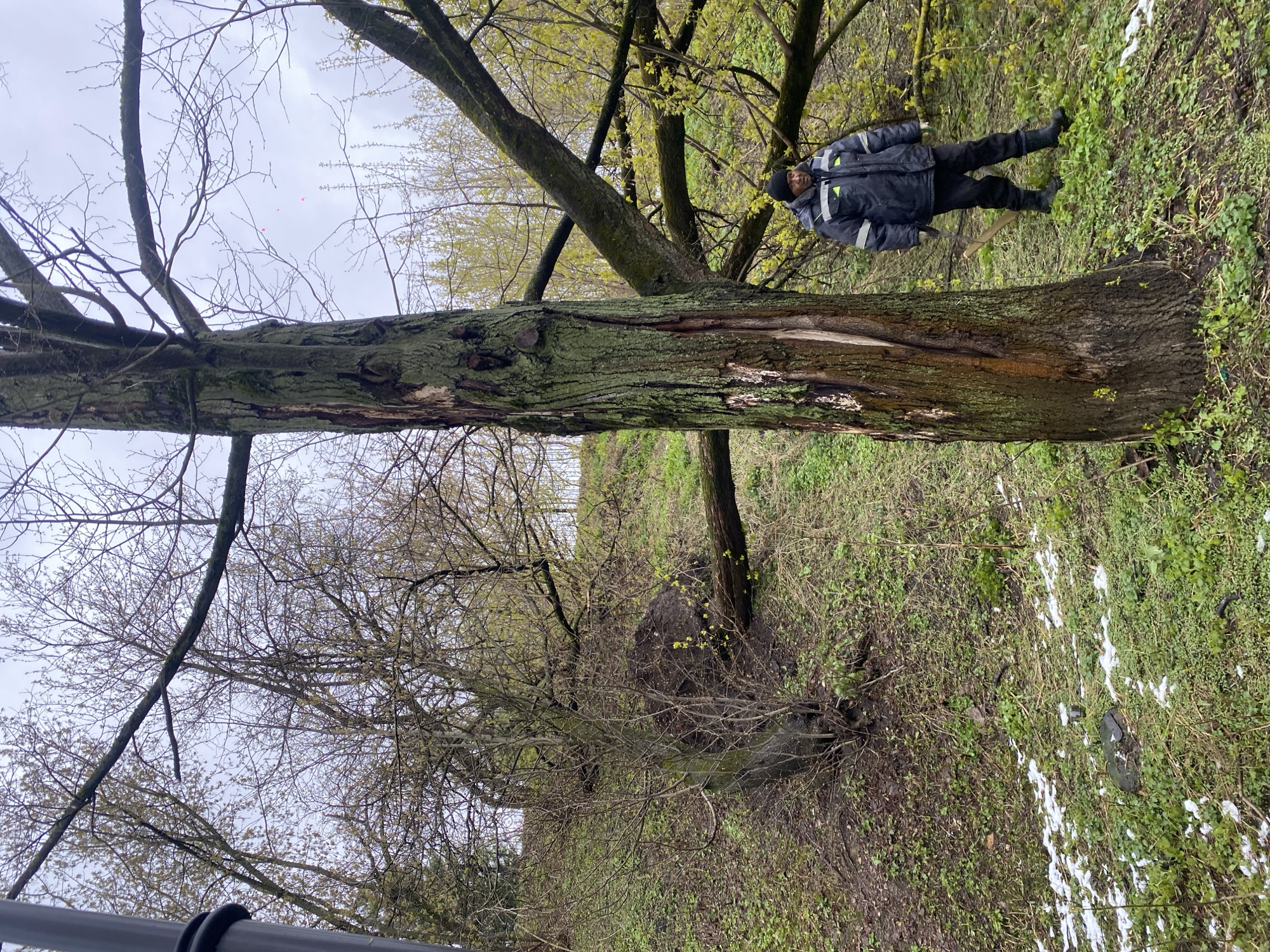 This media file captures an outdoor scene, likely a wooded area or park in Moscow, Russia, during what appears to be late winter or early spring.
The main subject is a man standing upright on the right side of the frame. He is wearing a dark blue or black winter jacket with light-colored reflective stripes on the shoulders and arms, dark pants, and dark boots. He also wears a dark beanie or hat. His gaze seems directed towards the right.
Prominently featured in the foreground is a large tree trunk, showing significant damage with large sections of bark stripped away, exposing lighter wood underneath. The tree's branches, mostly bare, extend upwards and outwards, with some showing very early signs of budding or small, light green leaves. In the background, other trees with similar bare or lightly budded branches are visible.
The ground is covered with green grass and patches of melting snow, indicating cool weather. There are also smaller bushes and tangled undergrowth throughout the scene. In the upper sky area, several small, bright pink, seemingly balloon-like objects are visible. A grey, overcast sky fills the upper portion of the image. A dark metal railing or fence post is partially visible at the bottom left edge.
The man is simply standing, and no specific activity or event is taking place beyond his presence in the natural setting. There is no discernible text visible in the image.