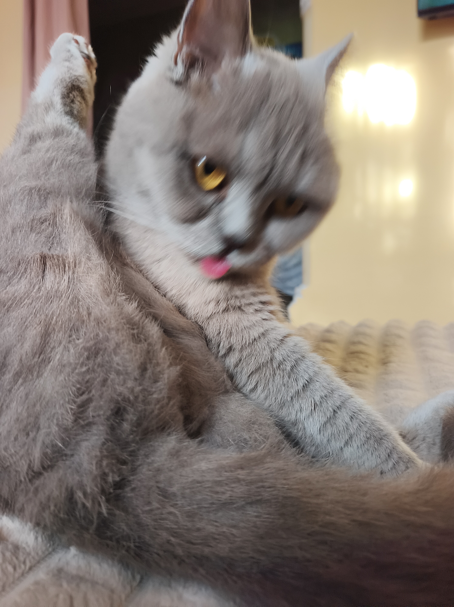 A light gray-lavender domestic cat is captured in an indoor setting, actively engaged in self-grooming. The feline's head is turned to its right, with its pink tongue extended, visible mid-lick on its fur. Its prominent round eyes are a striking amber-yellow. One of its front paws is raised and slightly out of focus, positioned above its head. The cat's fur displays varying shades of gray and lavender, with lighter cream-colored fur around its muzzle and lower body sections. The background is significantly blurred, indicating a shallow depth of field. It features warm, soft yellow and orange light sources, consistent with artificial indoor lighting. A textured, light brown or cream-colored soft surface, possibly a blanket or cushion with a ribbed pattern, is partially visible beneath and to the right of the cat. The image shows slight motion blur, particularly around the cat's head and tongue, suggesting a candid, unposed moment. Due to the image's framing and focus on the subject, no discernible contextual information regarding a specific city or country is present within the visual data. However, based on provided external information, the geographical location is designated as Ternopil, Ukraine.