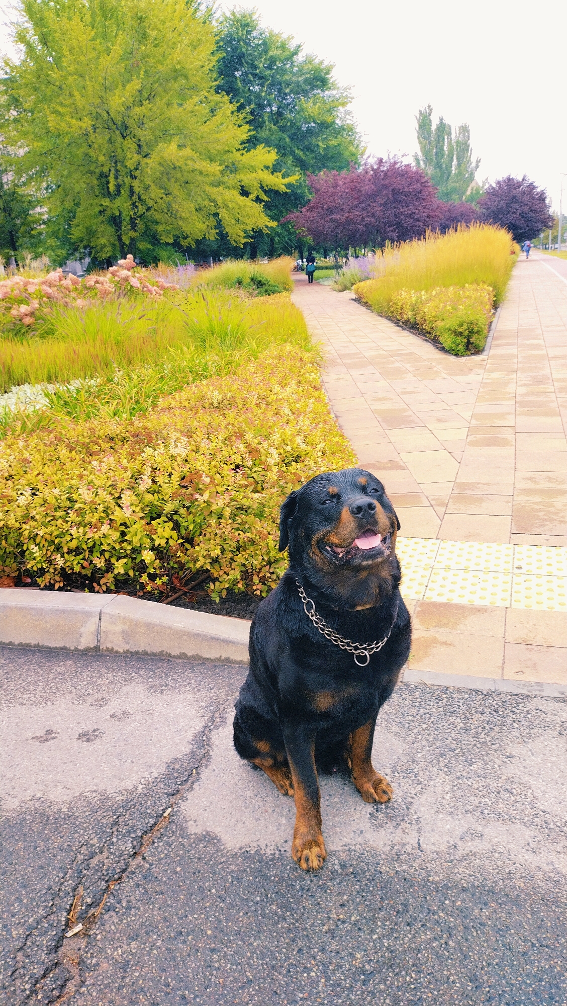 A Rottweiler dog with a silver chain collar sits on a paved surface in front of a park. The dog is black and tan, with its mouth open and tongue visible. Behind the dog, a park features a winding paved walkway, with beds of colorful flowers and ornamental grasses on either side. Several people are visible in the distance walking along the path. The dog is positioned in the lower right quadrant of the image, with the park occupying the majority of the background. The location is the park in Horishni Plavni, Ukraine.