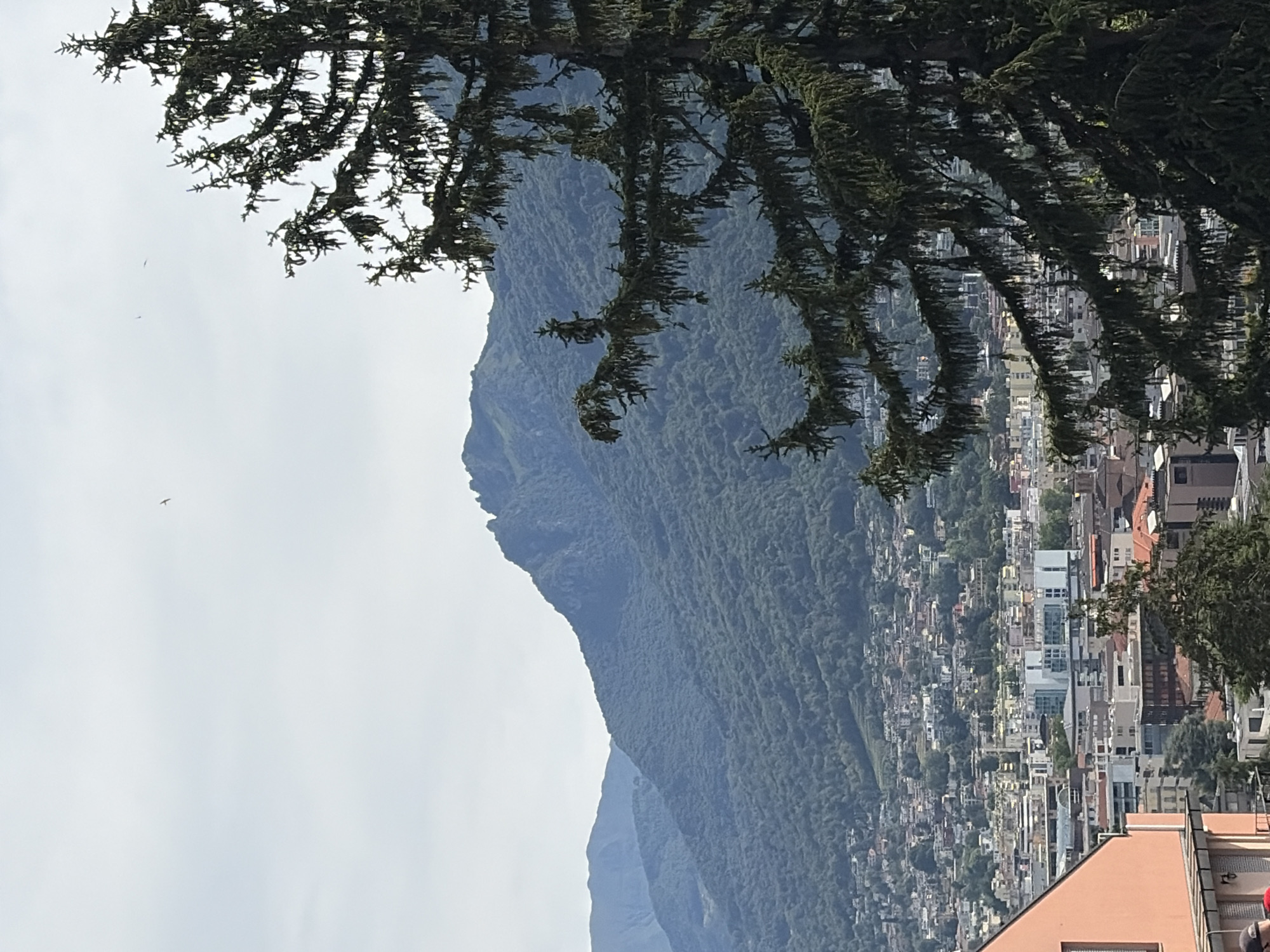 The image captures a panoramic view of Lugano, Switzerland, with a prominent coniferous tree in the foreground partially obscuring a sprawling cityscape nestled at the base of lush, green mountains. The sky is overcast with a light haze, and two small birds are visible in the upper portion of the frame. The city is densely packed with buildings of various architectural styles and colors, ranging from traditional terracotta-roofed structures to more modern white and grey buildings. The mountainous backdrop is covered in dense forestation, with layers of rolling hills receding into the distance. The foreground features the textured bark and needles of the large conifer, with some of its branches extending across the frame. A portion of a pink building is visible on the far left, with some structural details like windows and railings. The overall scene depicts a harmonious blend of urban development and natural landscape, characteristic of cities situated in mountainous regions.