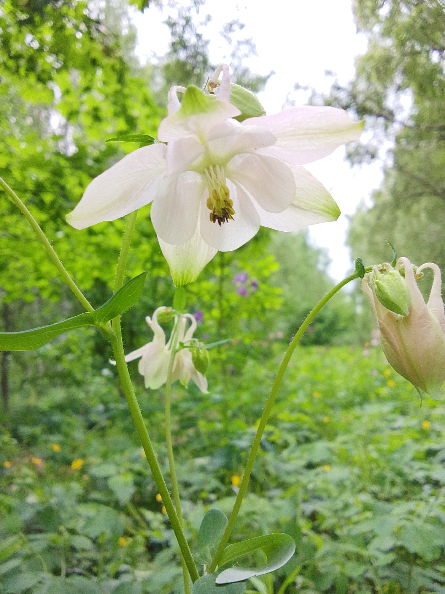 The image depicts a close-up of white columbine flowers (Aquilegia) in an outdoor setting, possibly in Снопок Новый, Russia. One flower is in full bloom, while another is partially open, and a third appears as a bud. The flowers are set against a blurred green backdrop of foliage and trees, suggesting a natural environment like a garden or wooded area. The focus is on the flowers, highlighting their delicate structure and color.