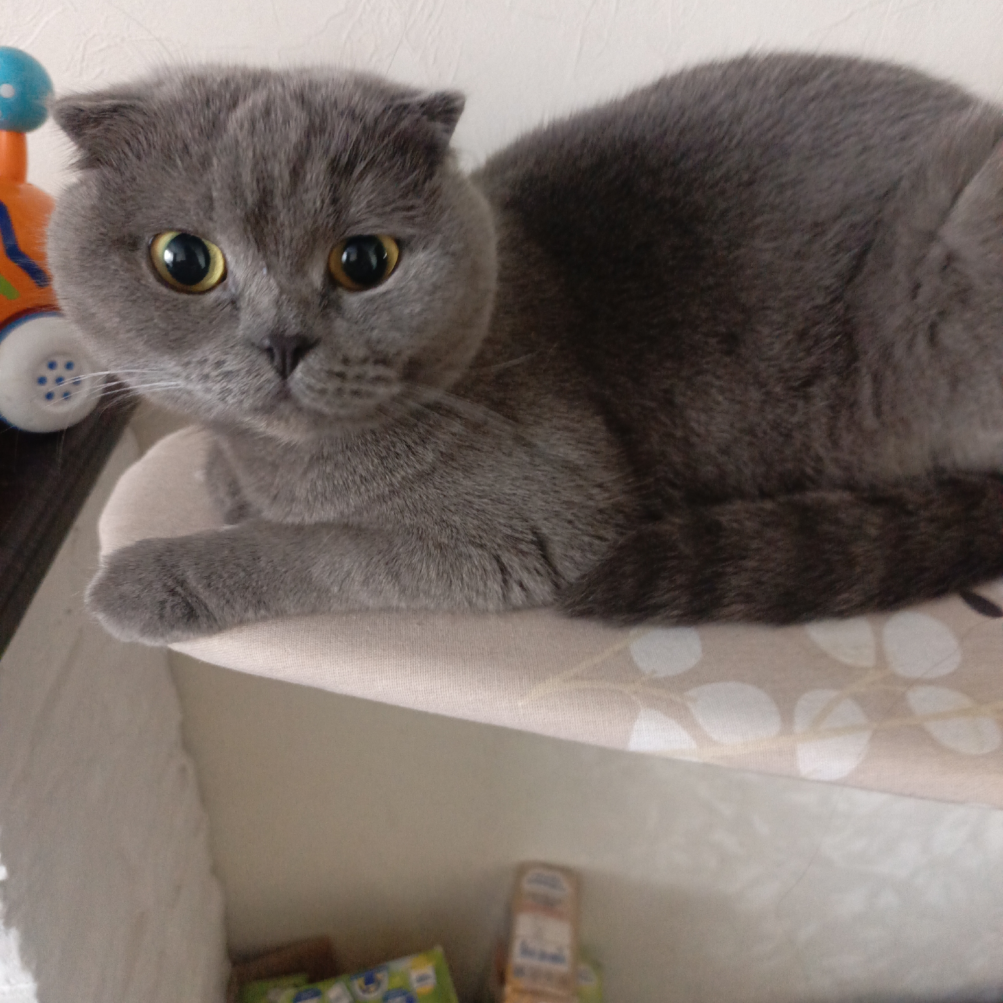 A gray Scottish Fold cat with yellow eyes sits on a light-colored, patterned shelf. A colorful toy is visible to the left of the cat. Below the shelf, various boxes and containers are stacked. The location is unknown.