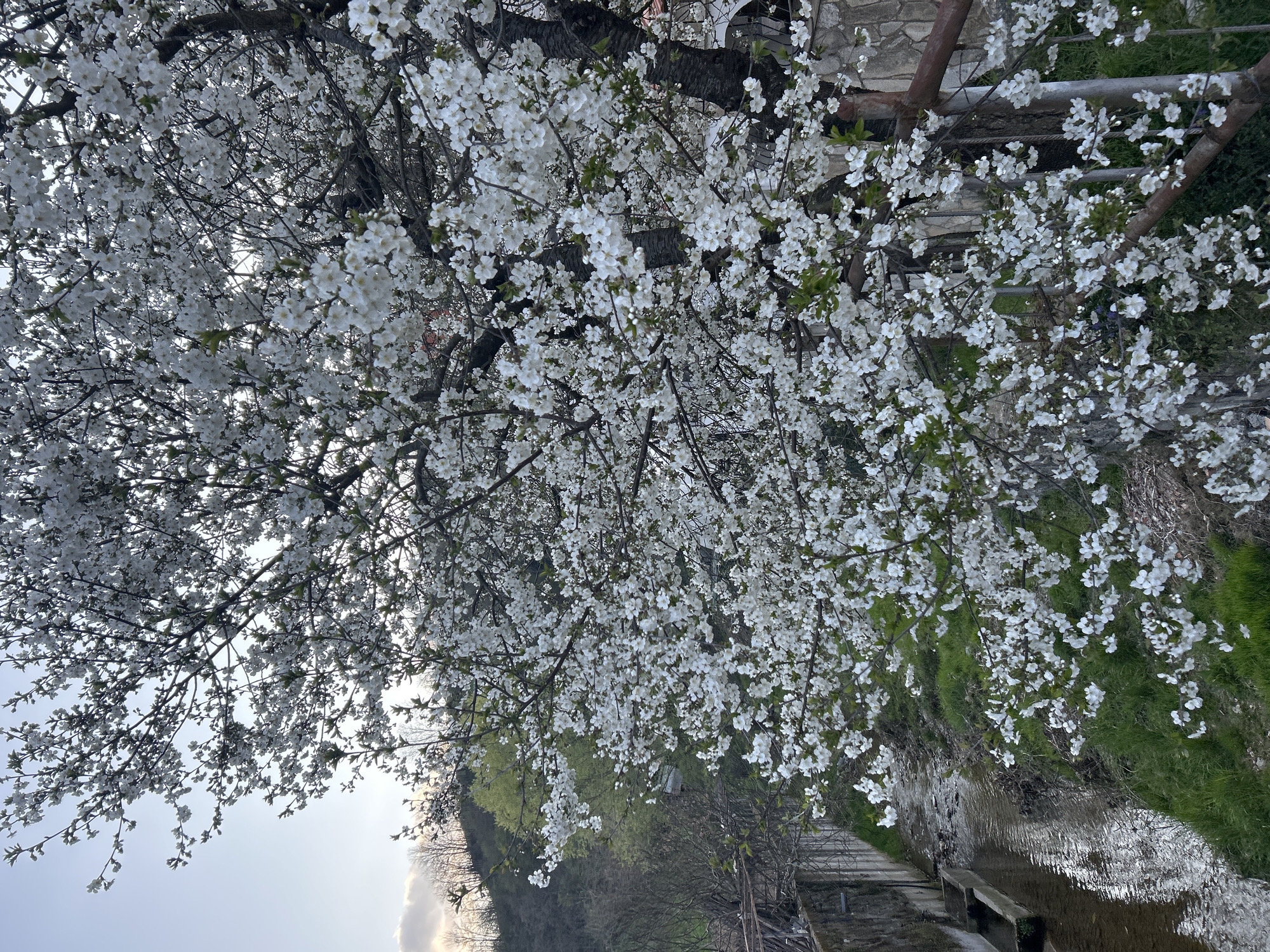 The image shows a tree in full bloom with white flowers, its branches extending over a stream. The stream runs along a concrete channel with grassy banks. A stone and metal railing is visible on one side. The location is likely Zlatograd, Bulgaria, based on the prompt. The sky is visible in the background, with faint clouds.