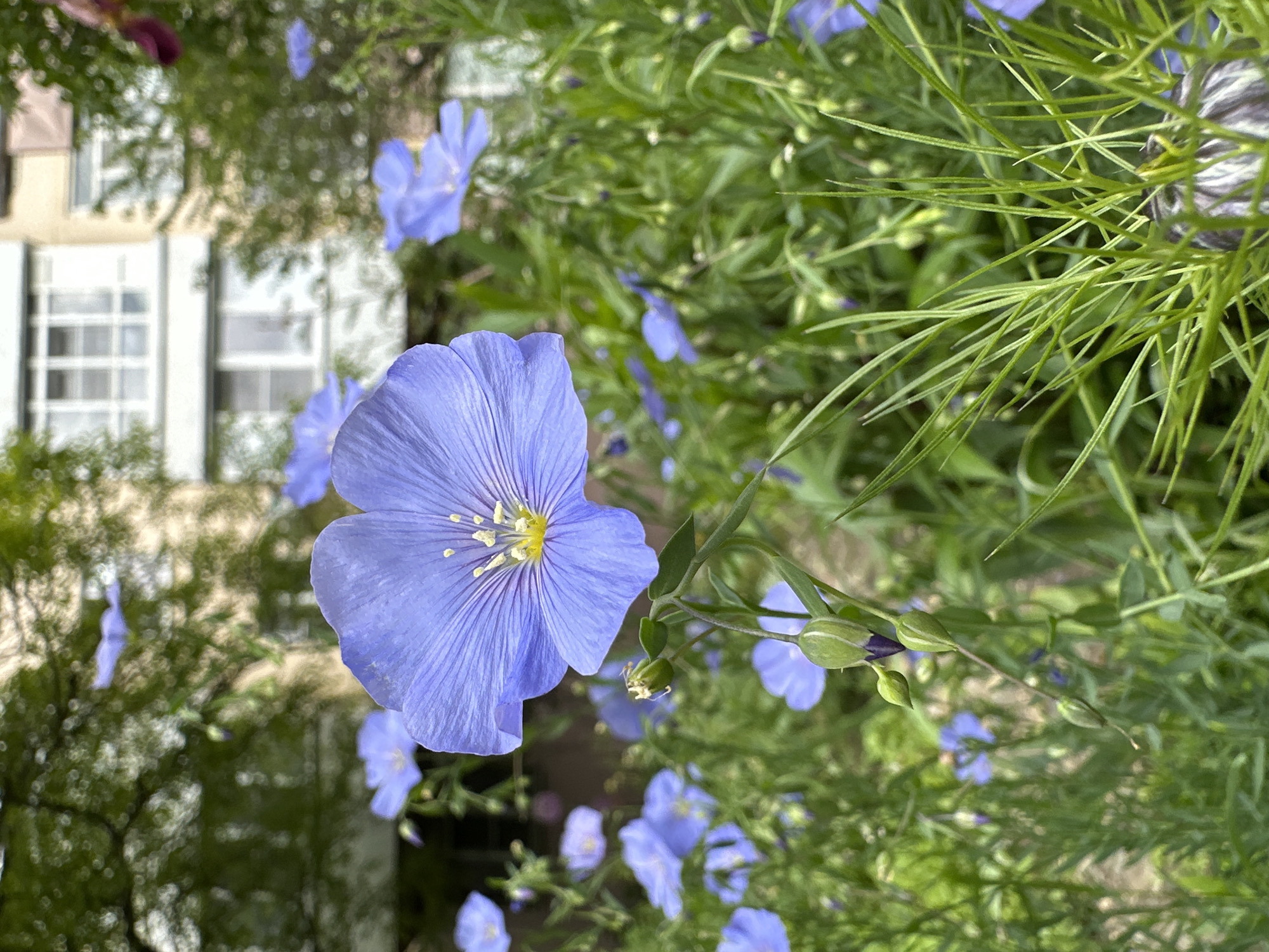 A vibrant, close-up photograph, slightly rotated, showcases a beautiful light blue flower, likely flax (Linum usitatissimum), in sharp focus. The prominent flower, positioned slightly to the left of the frame, displays five delicate, veined petals and a distinct yellow and white center. Behind it, numerous other similar light blue flowers, some fully open and others in bud form, are interspersed within a dense mass of bright green, slender foliage, creating a soft, blurred backdrop. In the far, out-of-focus background, a light-colored building with dark window shutters and white window frames is partially visible. The scene suggests a garden setting, possibly near a residence. The bright, natural lighting indicates it is daytime. There are no people or discernible text visible. The image conveys a sense of serene natural beauty. The location context for this image is Stavropol, Russia.