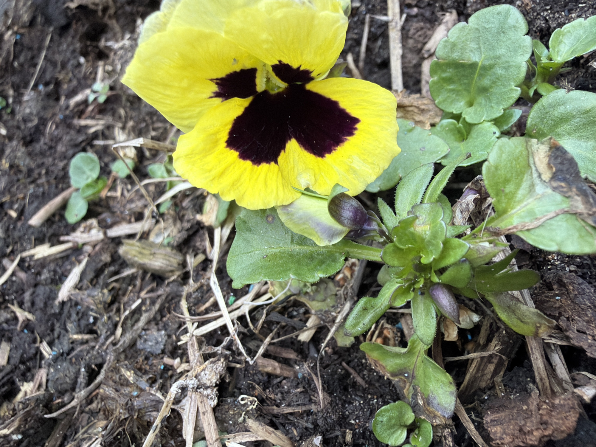 A vibrant yellow pansy flower with a striking dark purple-black center dominates the left side of the frame in this close-up, high-angle shot. The flower's petals are fully open, showcasing its characteristic "face" marking. Surrounding the blooming pansy are various green leaves; some are small and rounded, while others are larger with slightly serrated edges, indicating the foliage of the plant itself. To the right of the main flower, a cluster of new growth is visible, featuring several small, dark purple flower buds emerging from the green leaves, suggesting continuous blooming.
The ground consists of dark, moist soil intermingled with organic matter such as dried wood fragments, twigs, and straw. Scattered sparsely across the soil, particularly on the left side, are tiny, light blue granules, which appear to be fertilizer pellets. The lighting in the image suggests it is daytime, possibly under natural, diffused light conditions, as no harsh shadows are present. The scene depicts a small section of a garden or cultivated area, capturing the delicate details of the pansy and its immediate surroundings. The image provides a glimpse of spring or early summer flora in an outdoor setting, likely in Chaikovsky, Russia. No human activity or visible text is present.