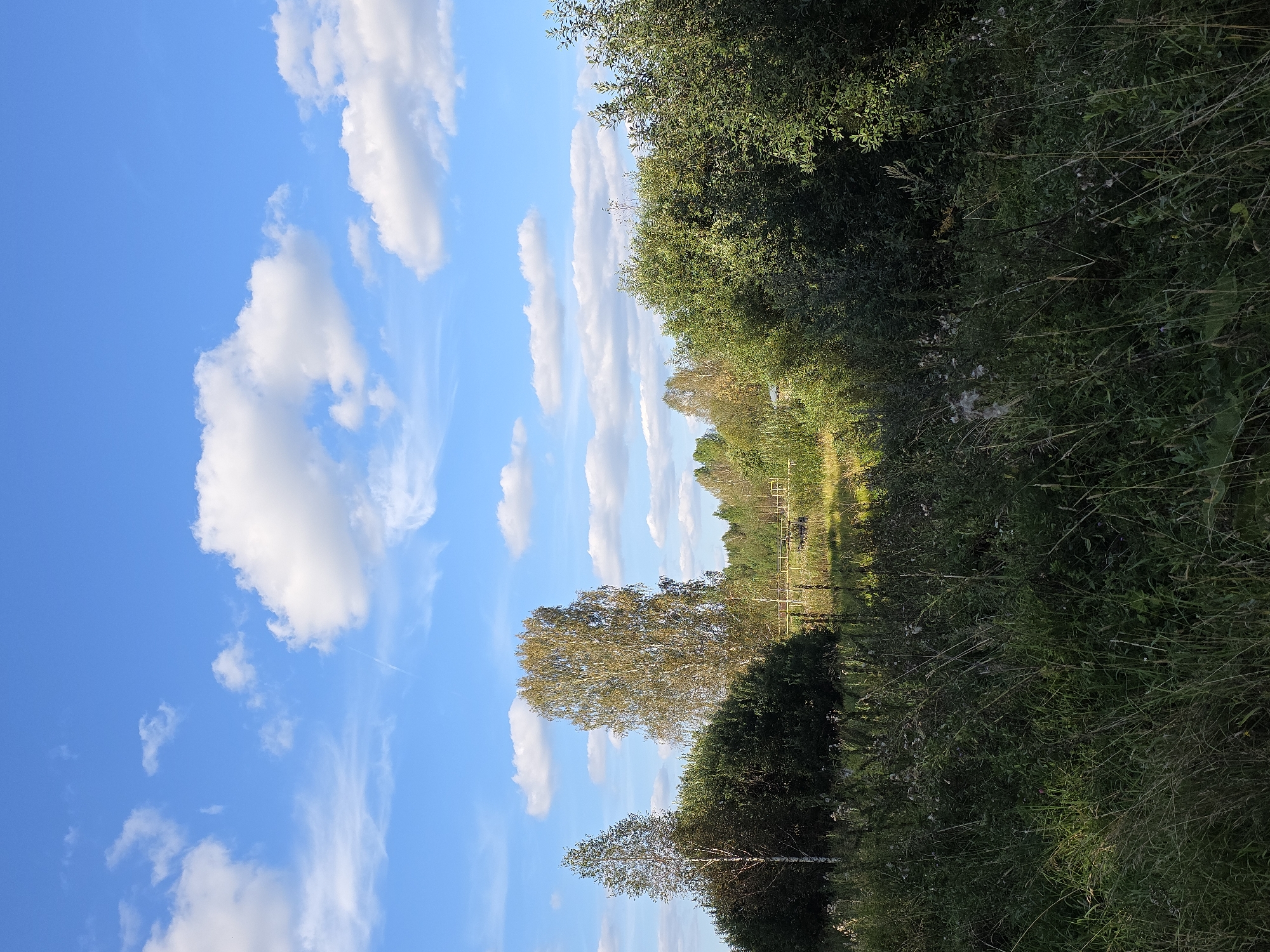 This is a landscape photograph taken on a sunny day in the city of Magnitka, Russia. The image captures a natural scene with a prominent blue sky filled with scattered white clouds. In the foreground, there is dense, green vegetation, appearing as tall grass and various plants. Behind the vegetation, a line of trees and bushes creates a natural border. Among these trees, two distinct trees stand out: one is a slender, light-barked tree, possibly a birch, and the other is a taller, fuller tree with golden-brown foliage, suggesting it might be a birch in autumn. Further in the background, more trees form a dense forest. A faint yellow structure, possibly a fence or a bridge, can be seen in the middle ground, crossing a field that appears to be partially illuminated by sunlight. The overall impression is of a tranquil, rural environment.