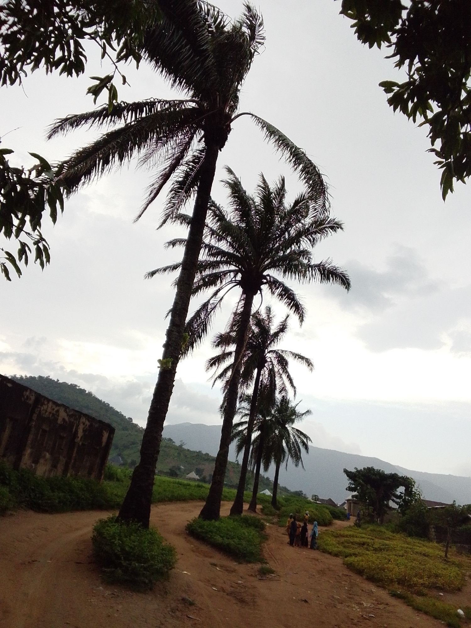 The image depicts a dirt road winding through a rural landscape in Serti, Nigeria. Several tall palm trees with dark trunks and fronds dominate the foreground and midground, silhouetted against an overcast sky. To the left, a large, weathered, dark-colored building with a rough texture is partially visible. The road is flanked by green vegetation and small bushes. In the midground, on the right side of the road, a group of four individuals, appearing to be women dressed in colorful clothing, are walking away from the camera. Further in the distance, houses with thatched roofs are nestled amongst green hills and mountains under a hazy sky. The overall scene suggests a quiet, possibly late afternoon or early morning atmosphere, common in such tropical or subtropical rural settings.