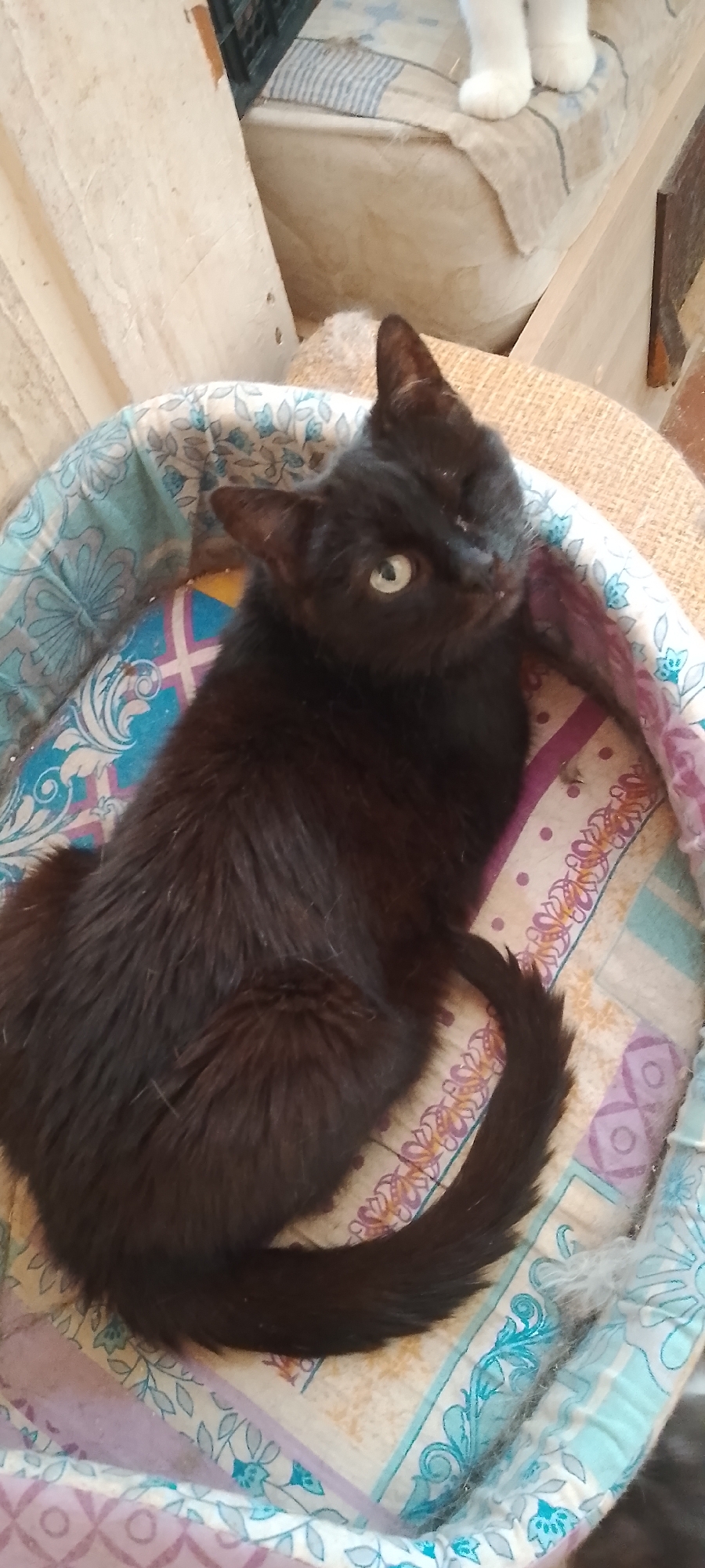 A black cat with light green eyes is lying in a circular pet bed. The bed has a colorful patterned fabric lining with blue, purple, and white designs. The cat is curled up, with its tail resting on the edge of the bed. The background is blurred but appears to be an indoor setting, possibly a home, with some wooden furniture and another cat (white paws visible) in the distance. There is no information about the city of Belgorod, Russia in the image or its surrounding context.