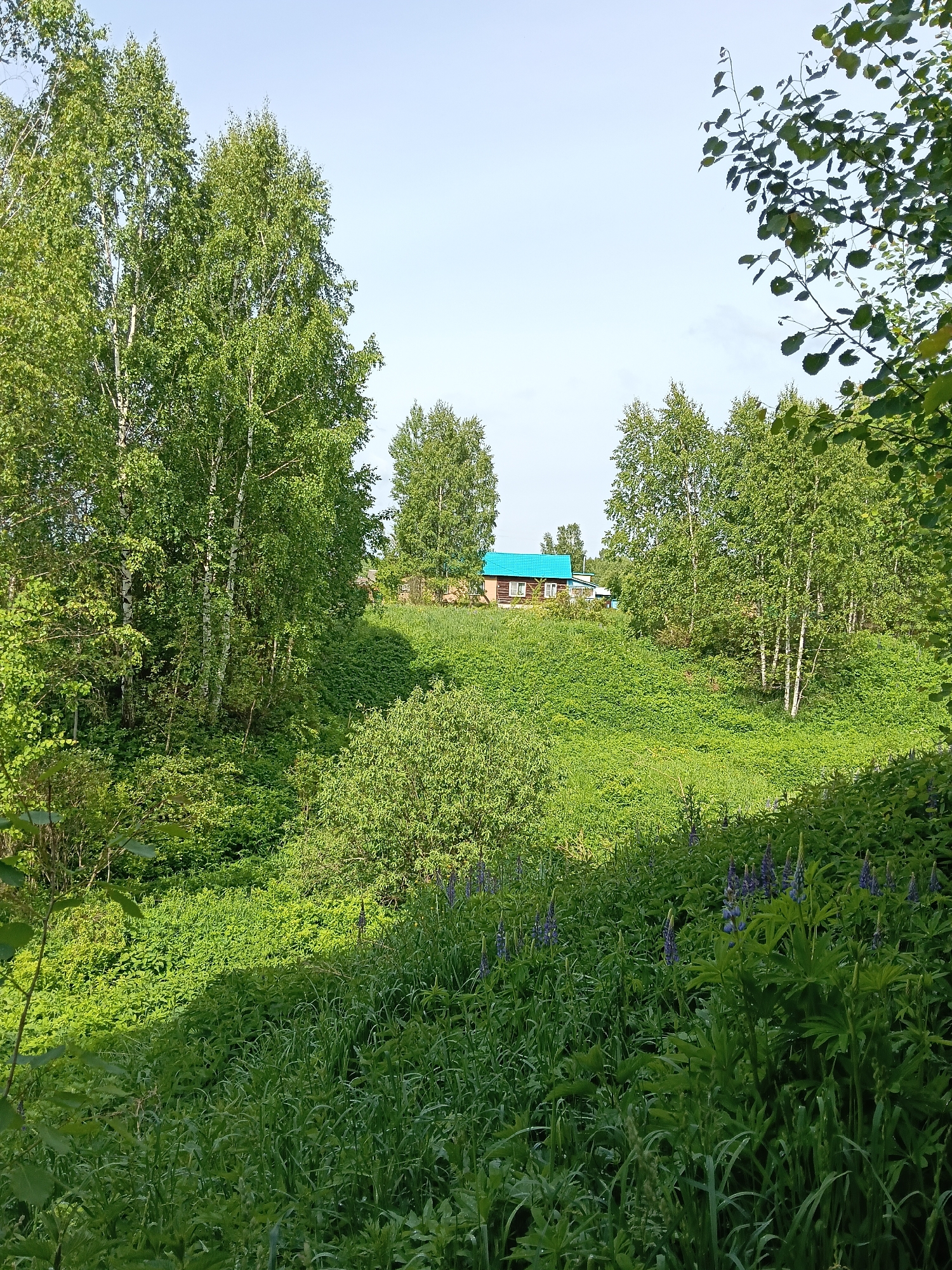 A verdant scene depicts a landscape in the city of Unknown, Unknown. Dominating the foreground is lush greenery, with tall grasses and flowering plants, some identifiable as lupines due to their characteristic purple bloom spikes. The ground slopes upward, revealing a small, wooden house with a distinct turquoise roof situated atop a grassy hill. The house is partially obscured by trees, a mix of birch and other varieties, with their foliage a vibrant green. The trees are scattered across the scene, some clustered together on the left side of the frame, and others dispersed around the house on the hill. The sky is a pale blue, suggesting a clear day. No people are visible in the image.