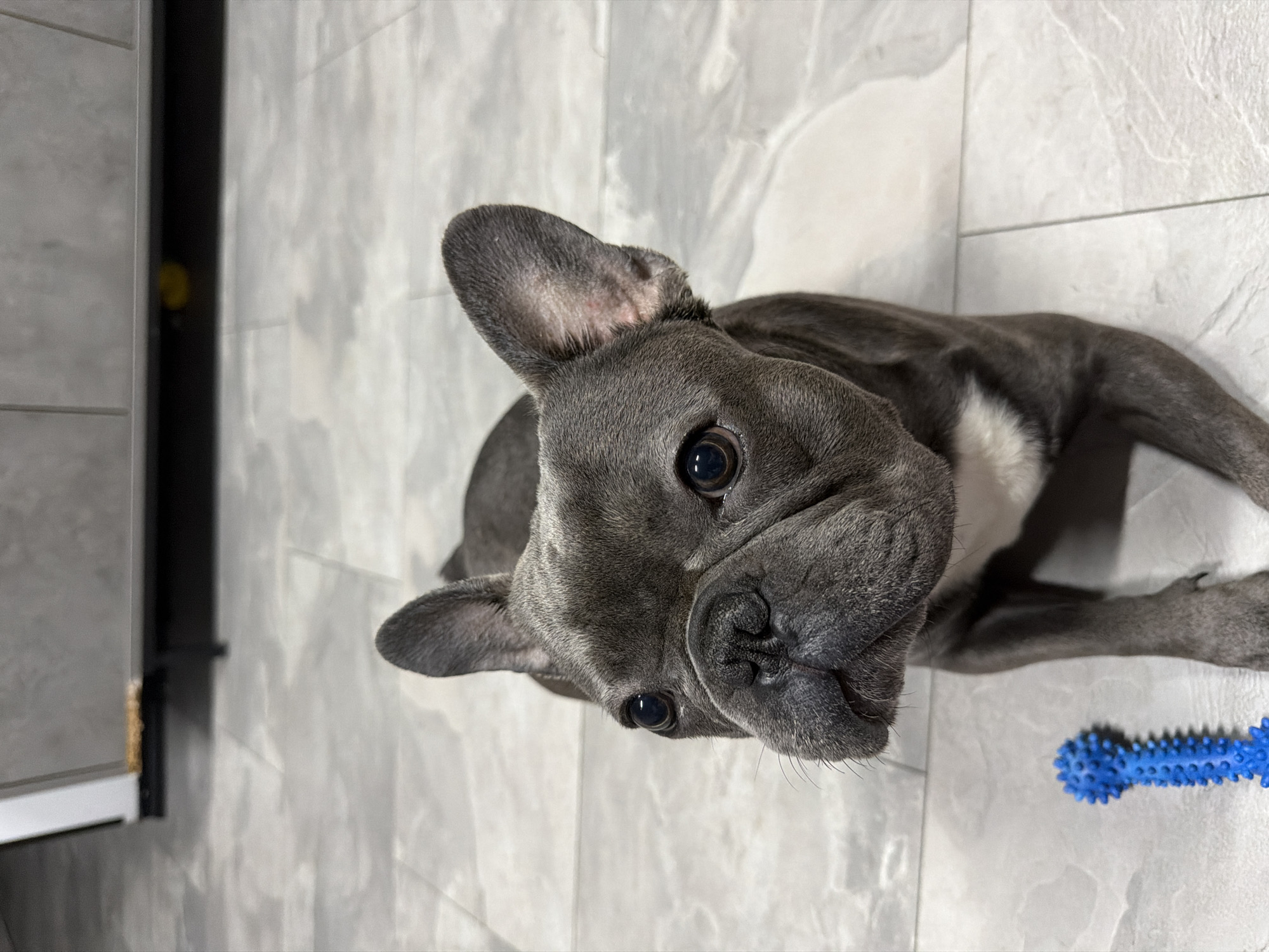 A close-up shot shows a French bulldog lying on a tiled floor. The dog is dark gray with a white patch on its chest. Its large ears are perked up, and it gazes directly at the camera with dark, expressive eyes. Next to the dog's front paws is a blue, spiky dog toy. In the background, the base of a piece of furniture, possibly a kitchen cabinet, is visible. The floor tiles are a light gray with a subtle marbled pattern. The lighting is neutral, illuminating the dog and its immediate surroundings. No specific location in Ruse, Bulgaria can be determined from the image.