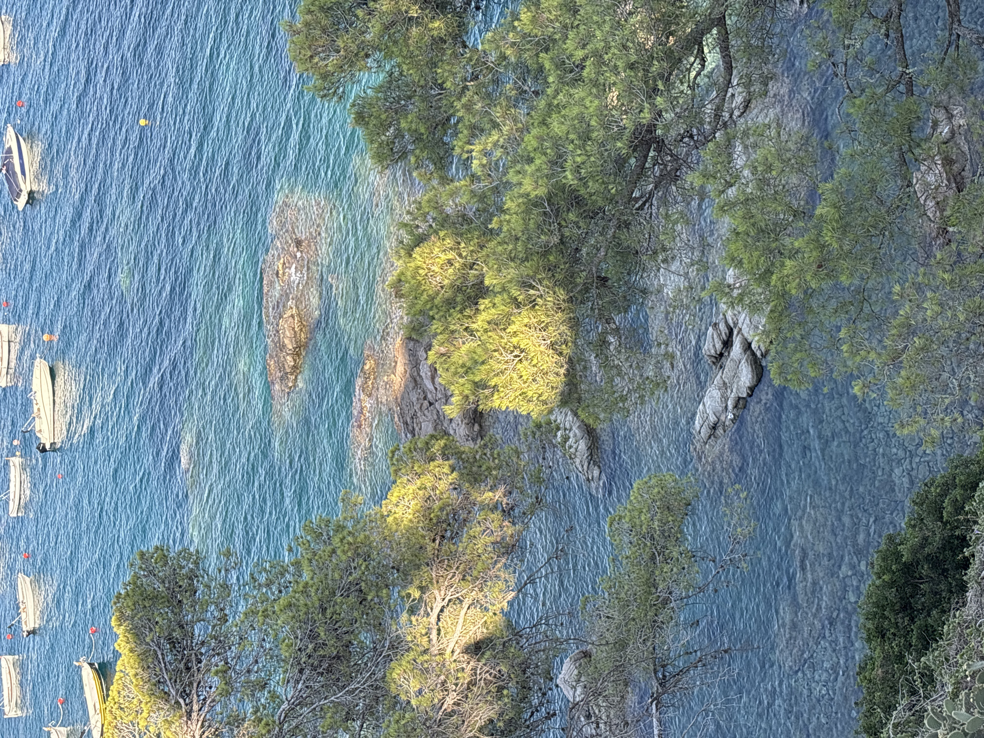 The image shows a high-angle view of a coastal scene in Llafranc, Spain. The foreground is dominated by lush green pine trees with some branches extending over the water. Sunlight filters through the trees, casting dappled light and shadows on the scene.
Below the trees, clear turquoise water stretches out, revealing a rocky seabed in places. Several small white boats are moored in the water, some with visible anchors. A few red and yellow buoys are also scattered in the sea. The water is calm with gentle ripples.
In the background, rugged, rocky cliffs rise from the sea. The overall impression is one of a serene and beautiful Mediterranean coastline. The lighting suggests it is either early morning or late afternoon, with the sun casting a warm glow. No people are visible, and there is no visible text in the image.