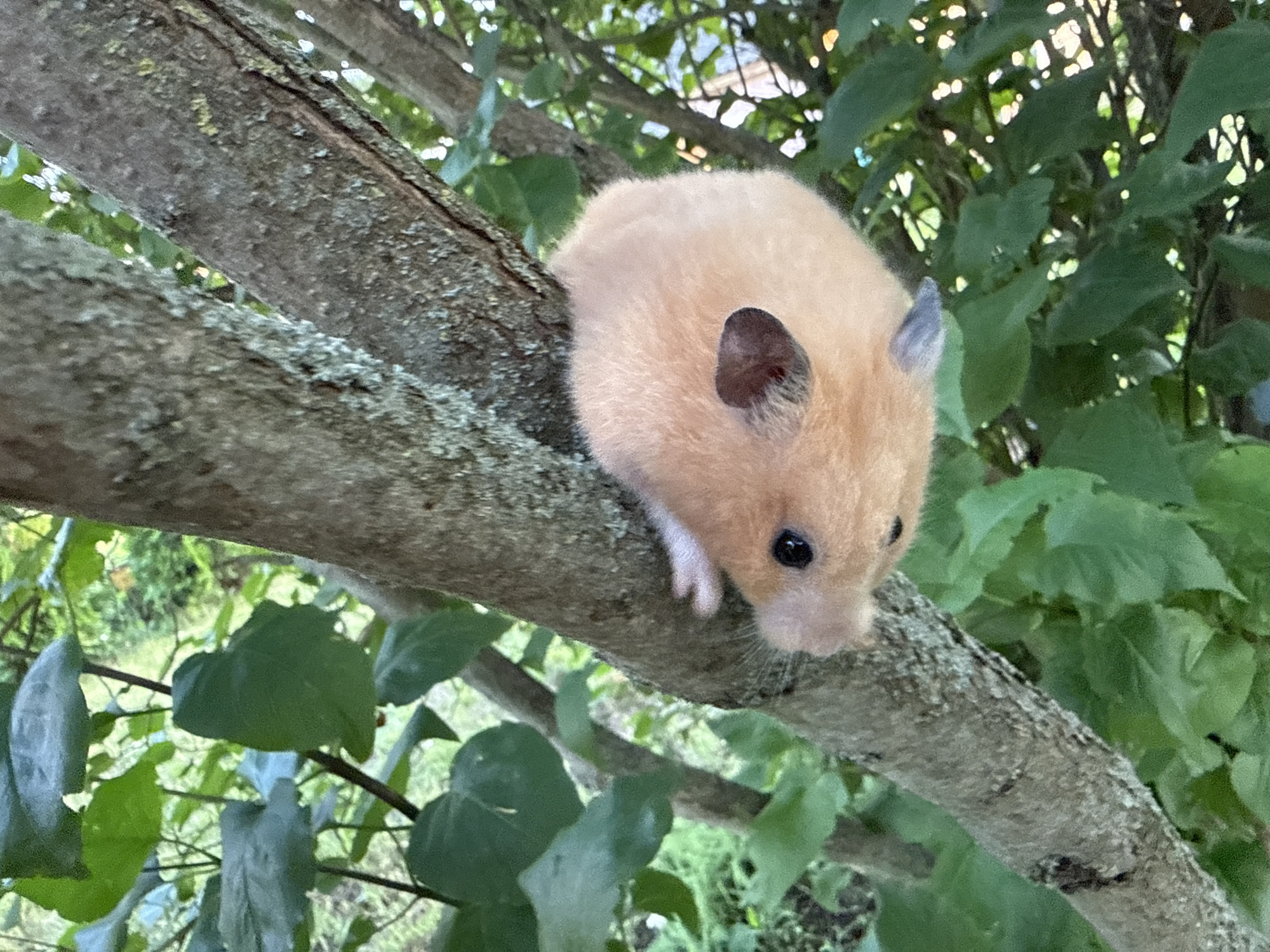 An orange-brown hamster with dark eyes and black-tipped ears is perched on a textured, grey tree branch. The hamster is positioned on the right side of the branch, facing downwards and to the right. Its front paws are visible, with one extended slightly forward. The background is filled with lush green foliage and the dappled sunlight filtering through. The environment appears to be an outdoor setting, possibly a garden or park. This image was taken in Pastavy, Belarus.