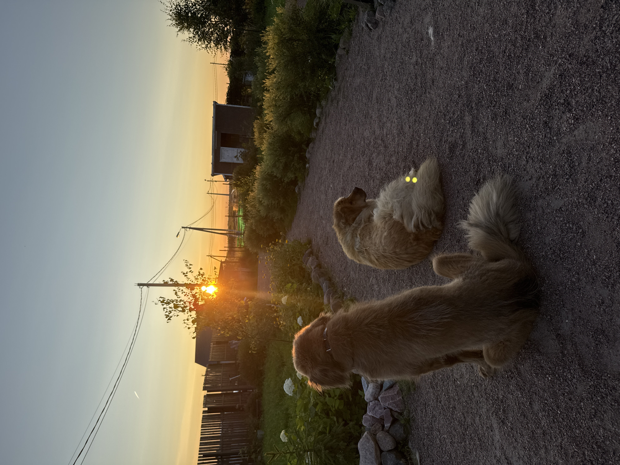 This image depicts a serene sunset scene in Kempelevo, Russia, with two dogs resting on a gravel path. The sky displays a gradient of soft blues and oranges as the sun sets behind a small tree in the mid-ground. The foreground is dominated by a gravel pathway. On the left, a large, fluffy brown dog is sitting with its back to the camera, facing the sunset. On the right, another similar-looking dog is lying down, also facing away from the viewer. Behind the dogs, a wooden fence runs along the left side of the frame, bordering a garden area with green foliage and some white flowers. Further back, a small shed-like structure is visible. Utility poles and power lines are present in the background, typical of a rural or suburban setting. The overall atmosphere is peaceful and calm, capturing a quiet moment at dusk.