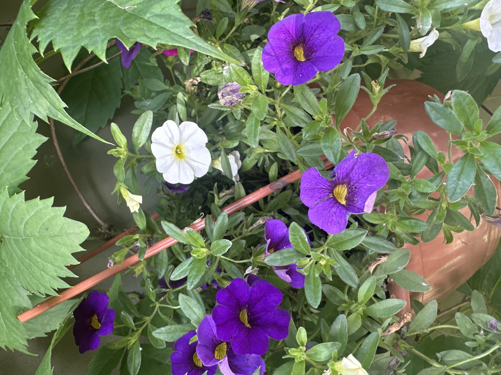 The image displays a close-up view of a potted plant with numerous purple and white flowers, as well as green foliage. The plant is situated in a terracotta-colored pot. There are also two orange stakes supporting the plant. The background appears to be a neutral wall. The lighting suggests an outdoor setting, likely during the day. There are no people or animals visible in the image, and no specific landmarks that would indicate a location within the city of Łódź, Poland. The scene is static and peaceful, focusing solely on the floral arrangement.