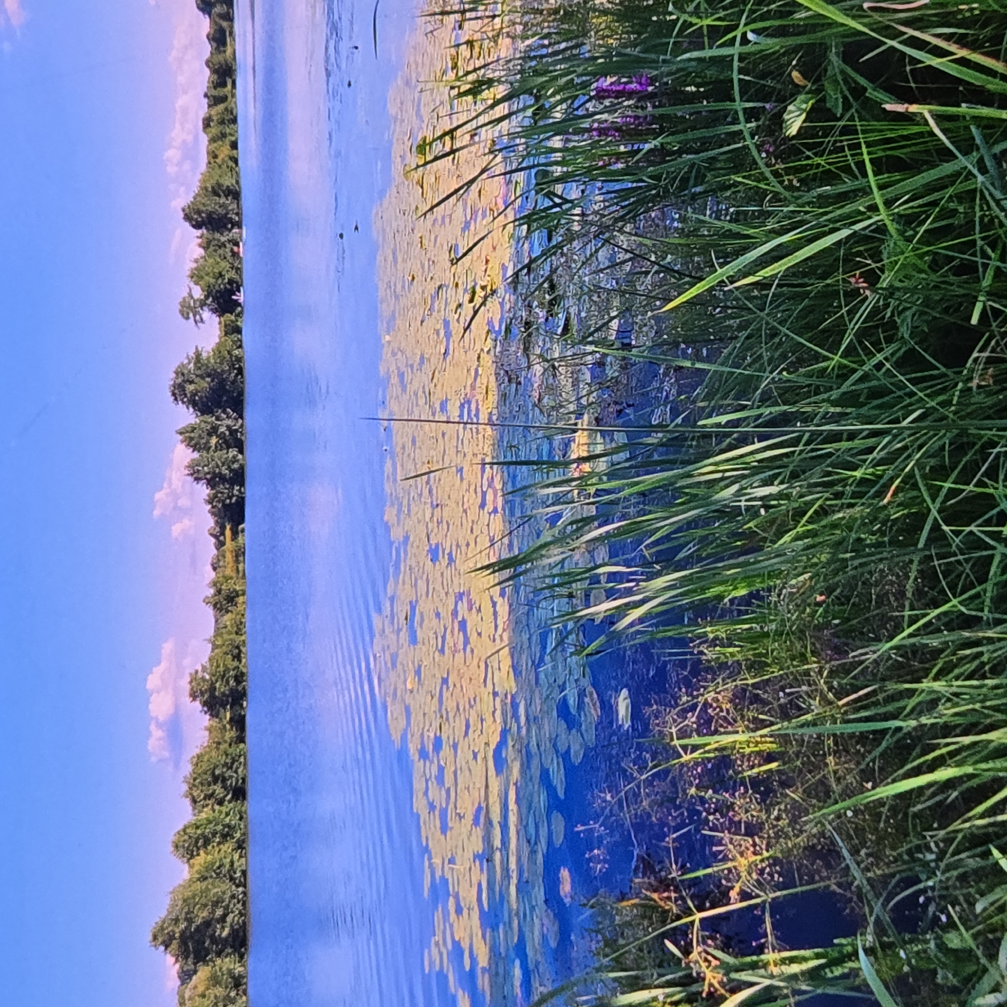 The image depicts a serene natural landscape with a wide, tranquil body of water. The sky is a clear, bright blue with a few wispy, pink-tinged clouds. A dense line of green trees forms the distant shoreline, with a mix of deciduous and coniferous varieties. In the foreground, the water is partially covered with a carpet of yellowish-green lily pads, creating a textured pattern on the surface. Tall, green reeds and grasses grow along the water's edge, adding depth and a sense of lushness to the scene. A few small, purple flowers are visible amongst the greenery. The overall impression is one of peaceful, untouched nature. There is no visible indication of the city of Vladimir, Russia, within the frame of the image. The scene is devoid of any people, animals, or man-made structures, focusing solely on the natural environment.