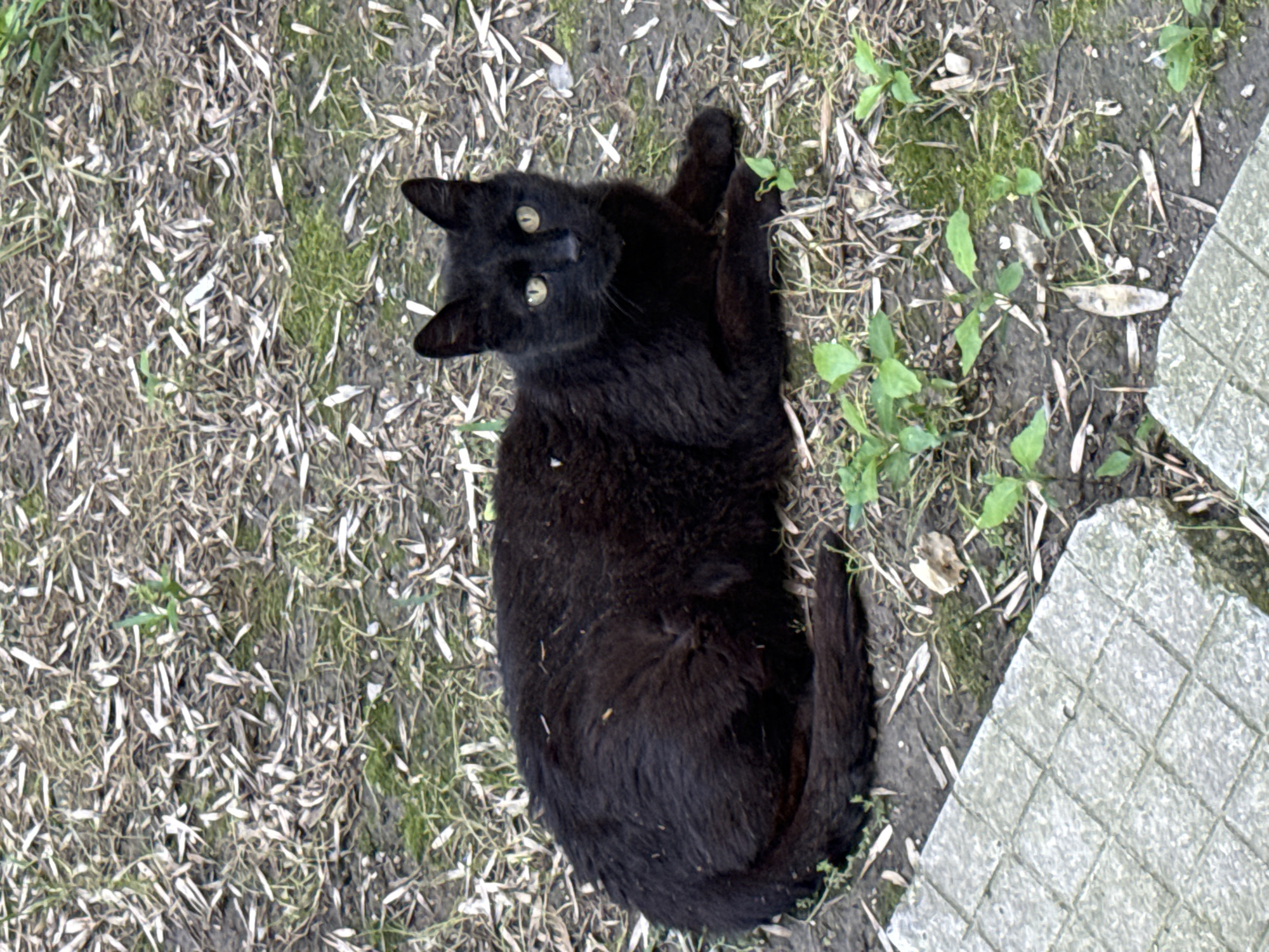 The image shows a black cat lying on the ground in an outdoor environment. The ground is covered with dry leaves, grass, and some small green plants. In the lower left corner, a portion of a paved area with square tiles is visible. The cat is facing the camera with its body elongated. Its fur appears somewhat disheveled. The background is out of focus but suggests more of the same ground cover. No specific landmarks identifying a location in Plovdiv, Bulgaria, are present in the image.