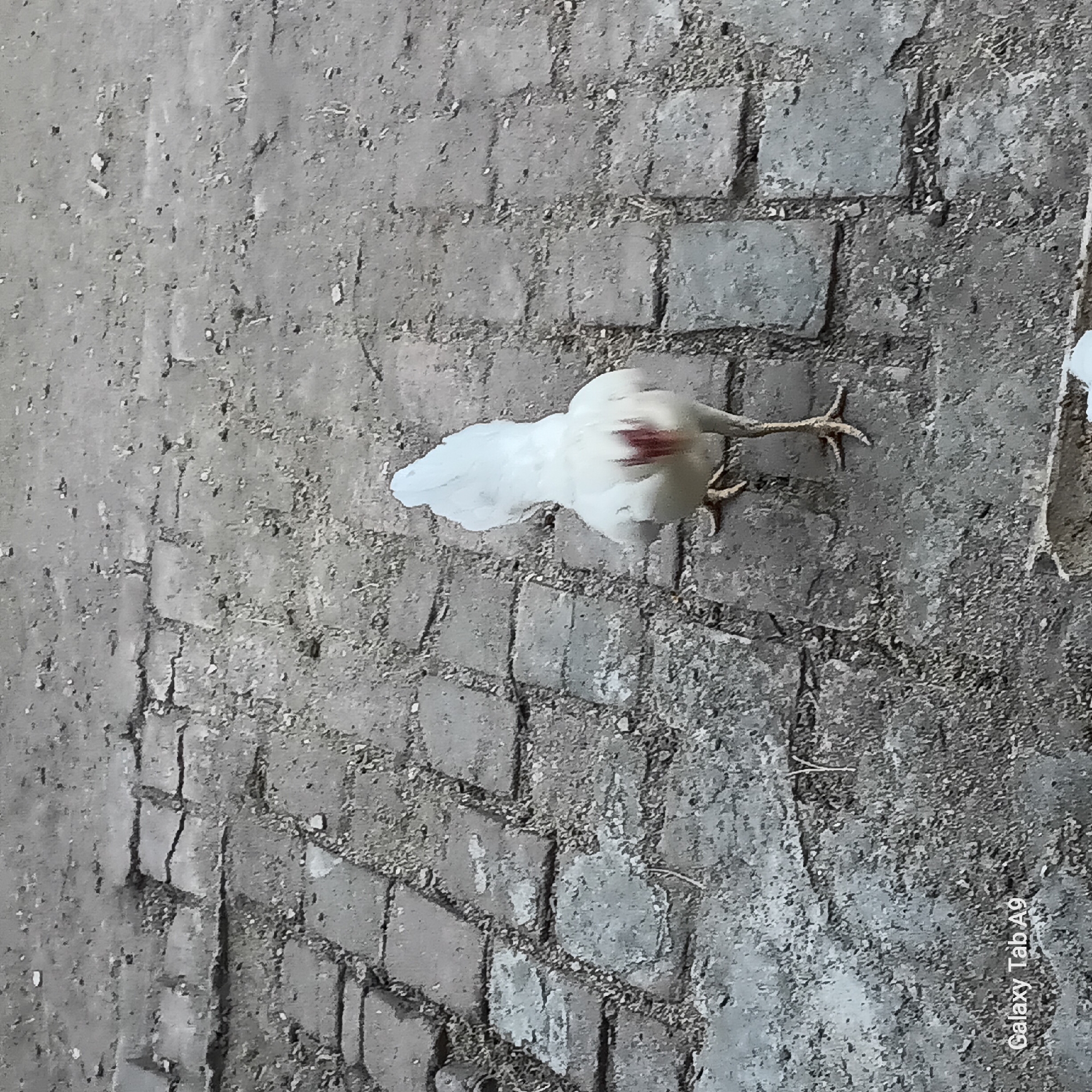 A white rooster with a reddish-brown patch on its rear is shown from behind, standing on a cracked, cobblestone-like surface. The rooster's tail feathers are a brilliant white and fan upwards. Its legs and feet are visible, with the claws on its feet splayed. The ground is composed of rectangular stones that appear worn and uneven, with gaps filled with dirt and small pebbles. The overall scene is outdoors, with the lighting suggesting it is daytime. The bottom left corner of the image displays the text "Galaxy Tab A9".