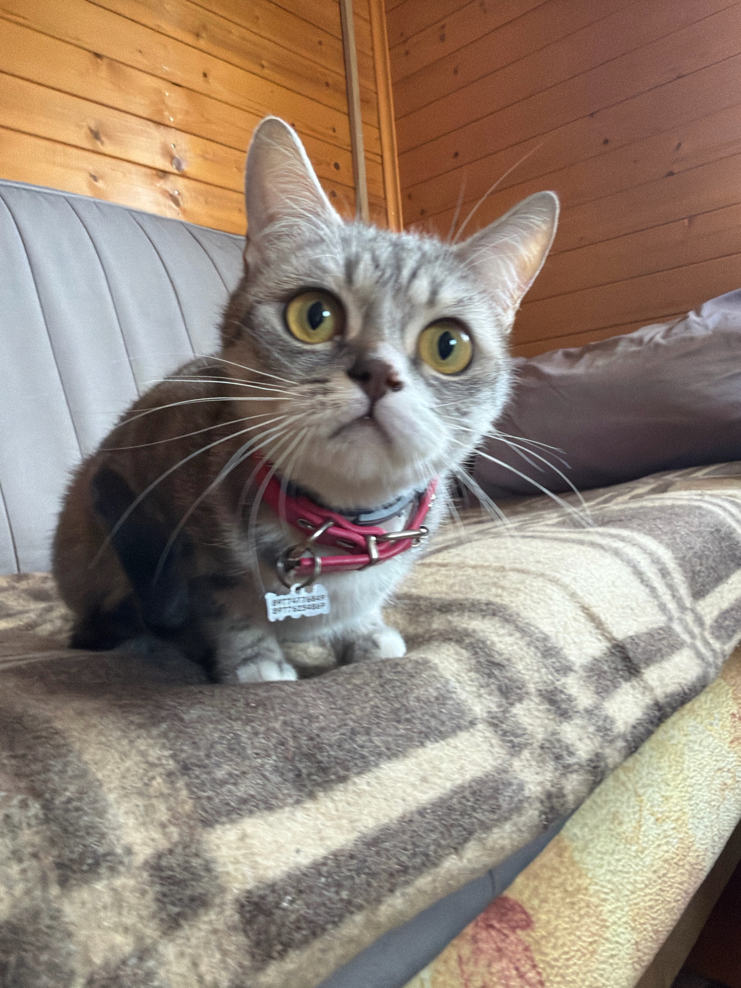 A close-up, eye-level, medium shot captures a grey tabby cat with large yellow eyes sitting on a brown and beige striped blanket. The cat is wearing a pink collar with a white ID tag. Behind the cat, a wooden wall is visible, and to the right, a brown pillow rests on the blanket. The background appears to be an indoor setting, likely a room with wooden paneling, suggesting a domestic environment. The cat is looking directly at the camera, with its ears perked up. The lighting is natural, coming from the front, illuminating the cat's face. The image's composition and subject suggest a candid moment. The image was captured in the city of Teterevo, Russia.