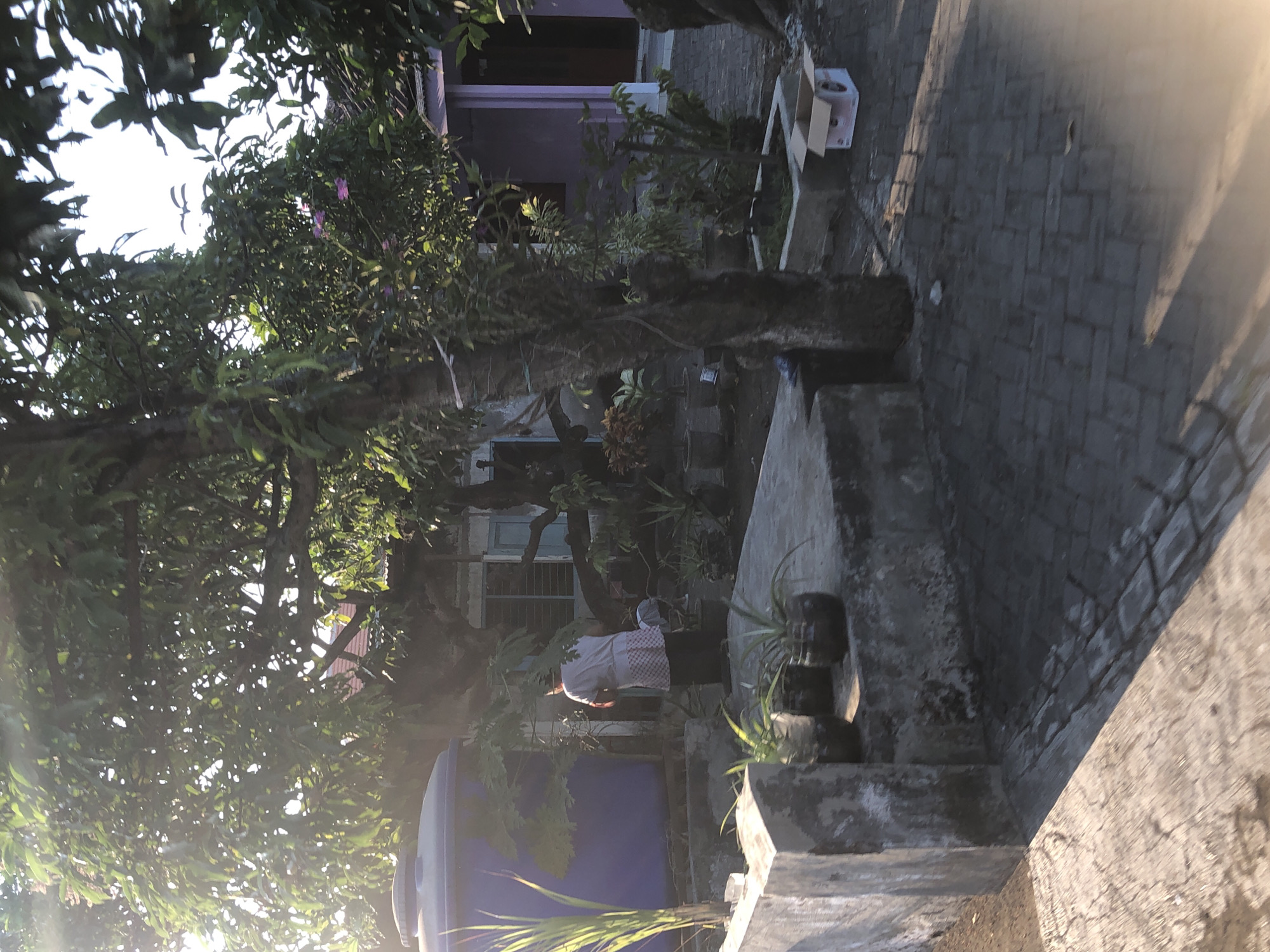 In Kalitengah, Indonesia, a person in a light-colored shirt and patterned skirt is tending to plants in a yard. A large blue water tank is visible to the left, partially obscured by a tree. Several potted plants are arranged on a concrete ledge in the foreground. Behind the person, a house with a purple facade and a tiled roof is visible. The ground is paved with brick-like stones. Sunlight streams through the trees, casting shadows across the scene. An open cardboard box is situated on the paved area to the right.
