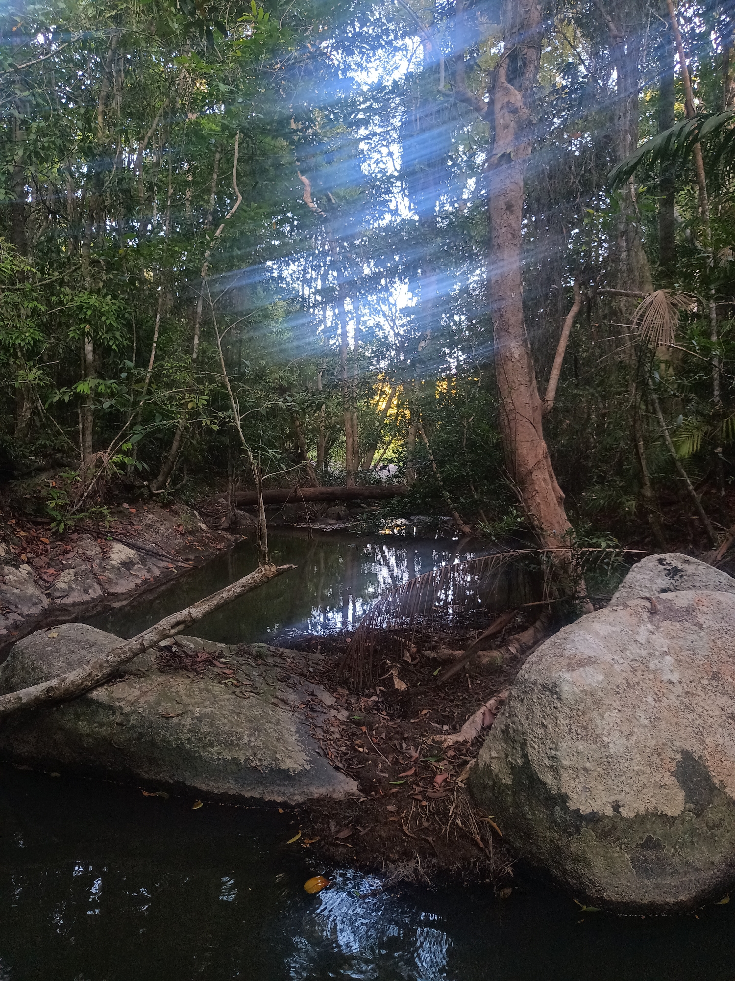 This image captures a serene natural scene within a dense forest, likely a tropical or subtropical environment, characterized by lush vegetation and a quiet body of water.
The central subject is a dark, still pool or small creek, reflecting the surrounding trees and sky. Large, light-colored boulders flank the water in the foreground and along its banks. A fallen log extends across the water in the immediate foreground, and another can be seen further back. The banks of the water body are covered with reddish-brown fallen leaves and organic debris.
Above the water, a dense canopy of trees with various shades of green foliage dominates the upper half of the frame. Numerous tree trunks, some slender and others robust, are visible, along with hanging vines and palm fronds.
A striking feature of the image is the presence of multiple, distinct sunbeams (crepuscular rays) piercing through the tree canopy from the upper right, illuminating the humid air or mist within the forest. These bright shafts of light suggest either early morning or late afternoon, creating a dramatic and somewhat ethereal atmosphere. The light subtly brightens parts of the foliage and tree trunks.
No human activity or event is depicted, emphasizing the natural tranquility of the scene. There is no visible text in the image. The overall impression is one of peaceful wilderness, offering a sense of calm and natural beauty.