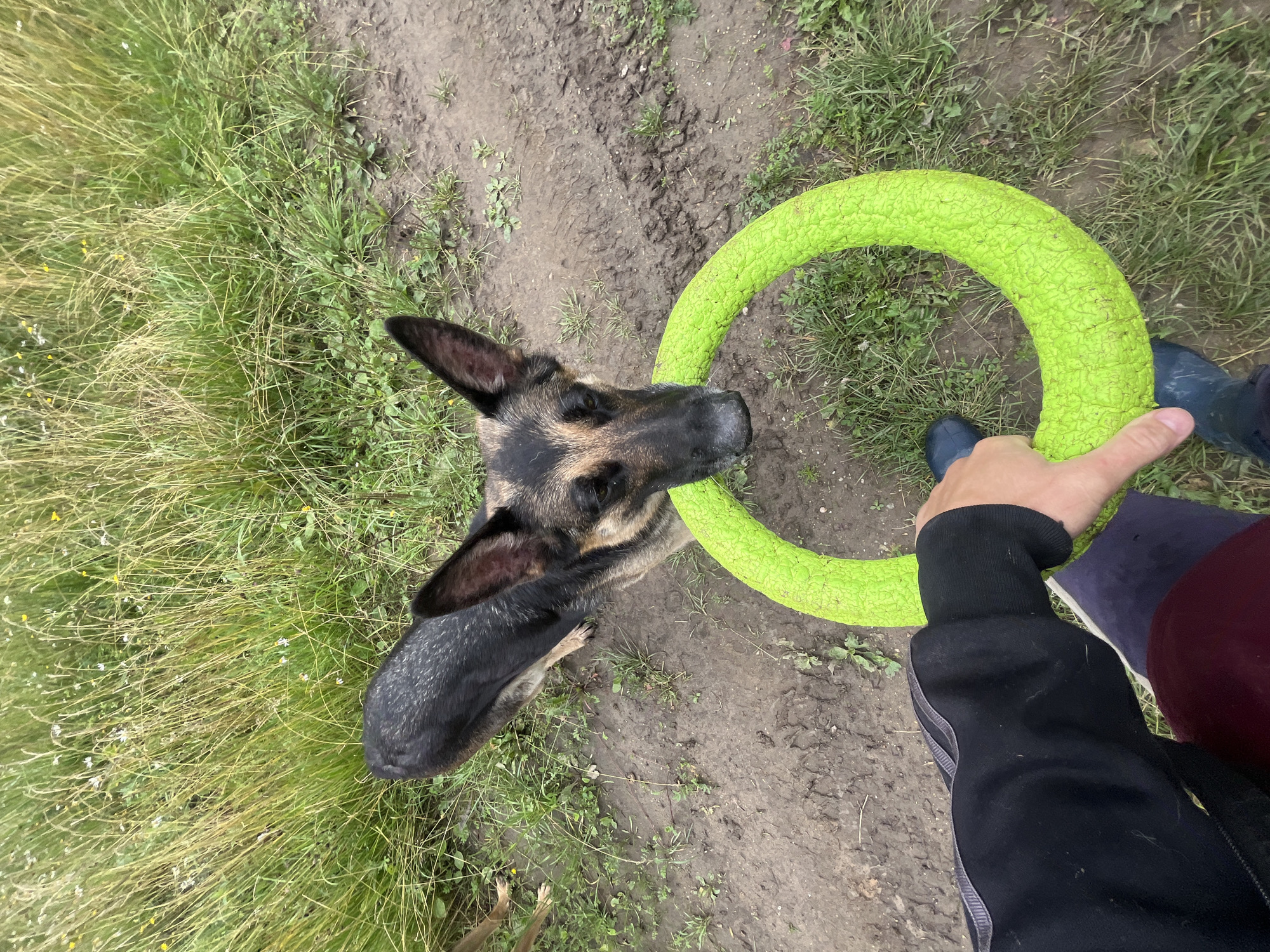 A German Shepherd dog stands on a muddy path surrounded by tall green grass and weeds. The dog is holding a bright green, textured ring toy in its mouth. A person's hand, wearing a black jacket and blue boots, is holding the other side of the toy, indicating an interaction between the dog and the person. The background is a natural outdoor environment, likely a field or park. There is no discernible signage or architecture to indicate a specific location within the city of Nizhny Tagil, Russia.
