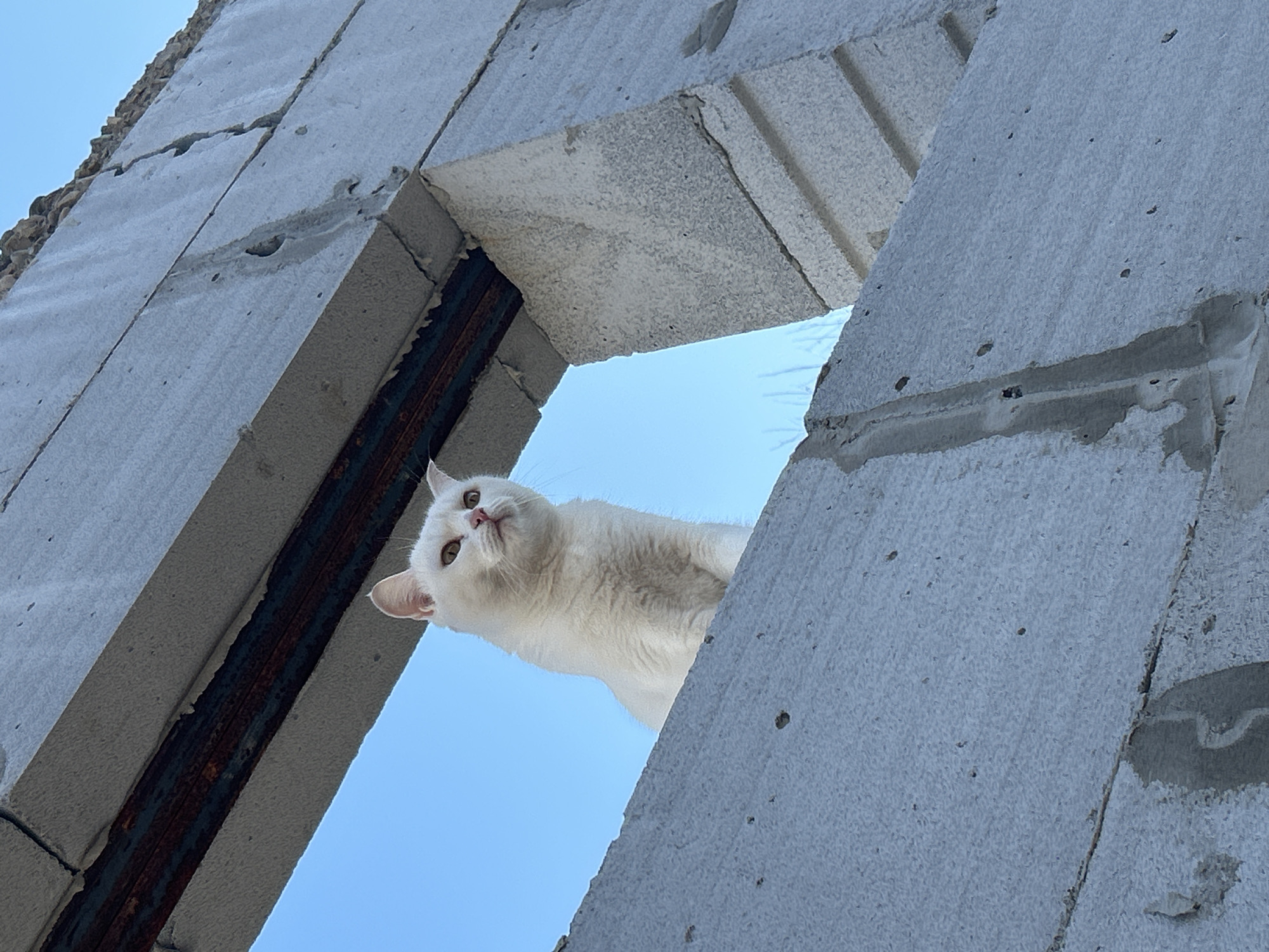 A white cat with light-colored eyes is peering down from an opening in an unfinished concrete block structure, looking directly at the viewer. The image is captured from a low-angle perspective, emphasizing the upward view into a clear, bright blue sky that forms the background. The cat's head is slightly tilted, and its expression appears curious or watchful. Its ears are upright, and its pink nose and inner ears are visible.
The concrete blocks are grey, showing rough textures and some minor cracks or imperfections, indicative of construction materials or an uncompleted building. What appears to be rusted rebar or a metal frame is visible within the concrete structure on the left side, reinforcing the impression of a construction or industrial setting. The composition frames the cat within the geometric opening created by the concrete elements, highlighting its presence against the expansive sky.
The scene depicts a bright day with a cloudless sky, suggesting fair weather. The setting appears to be an outdoor location in Chaikovsky, Russia, possibly a construction site or an abandoned structure. There is no visible text in the image.