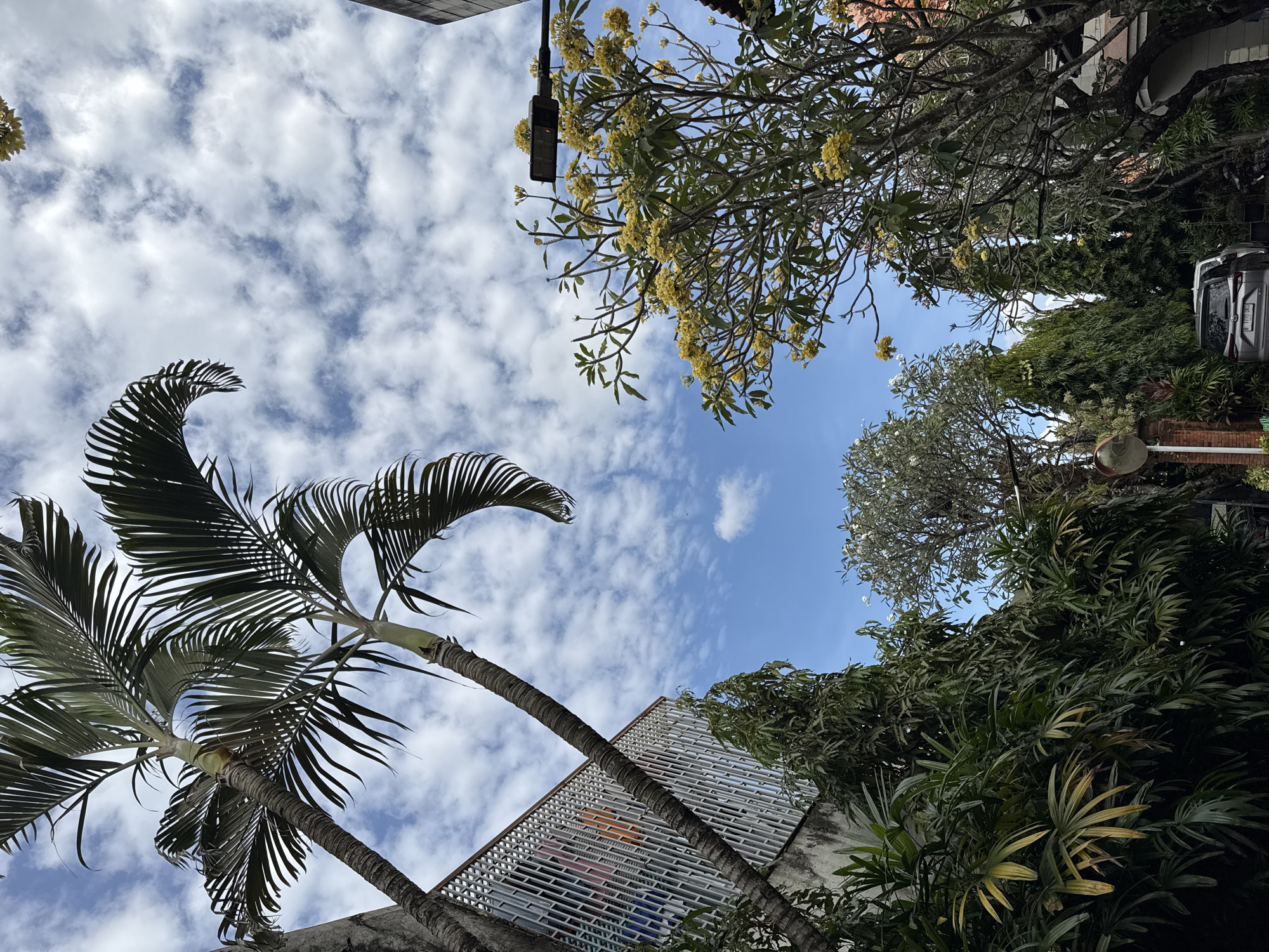 The image captures a street scene in Denpasar, Indonesia, with a focus on lush tropical vegetation under a bright, cloudy sky. Two tall palm trees dominate the left side of the frame, their fronds reaching towards the sky. To the right, a tree laden with small yellow flowers, likely frangipani, is visible, with a street lamp positioned above it. Dense green foliage fills the lower half of the image, creating a sense of an urban oasis. A modern, white fence with a decorative lattice pattern lines the side of a building on the left. In the background, a silver SUV is parked on the street, partially obscured by the trees, and a motorbike is also visible to the right. The overall impression is one of a vibrant, tropical urban environment.