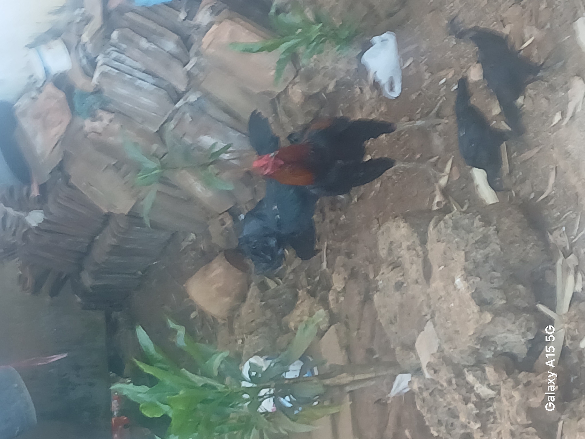 The image depicts an outdoor scene with several chickens in a somewhat cluttered environment. In the foreground, there are large, rough-textured rocks and dry leaves scattered on the ground. To the left, a green plant with broad leaves grows from a rocky area. In the middle ground, a rooster with a red comb and brown and black plumage stands prominently. Behind the rooster, a black chicken is lying down. Further back, a pile of what appears to be old roofing tiles or flat stones is visible, leaning against a wall or structure. A white plastic bag is present on the ground to the right of the rooster. In the lower right of the image, two dark-colored chickens are visible walking on the ground. The overall impression is of a rustic or rural setting. The watermark "Galaxy A15 5G" is present in the bottom left corner.