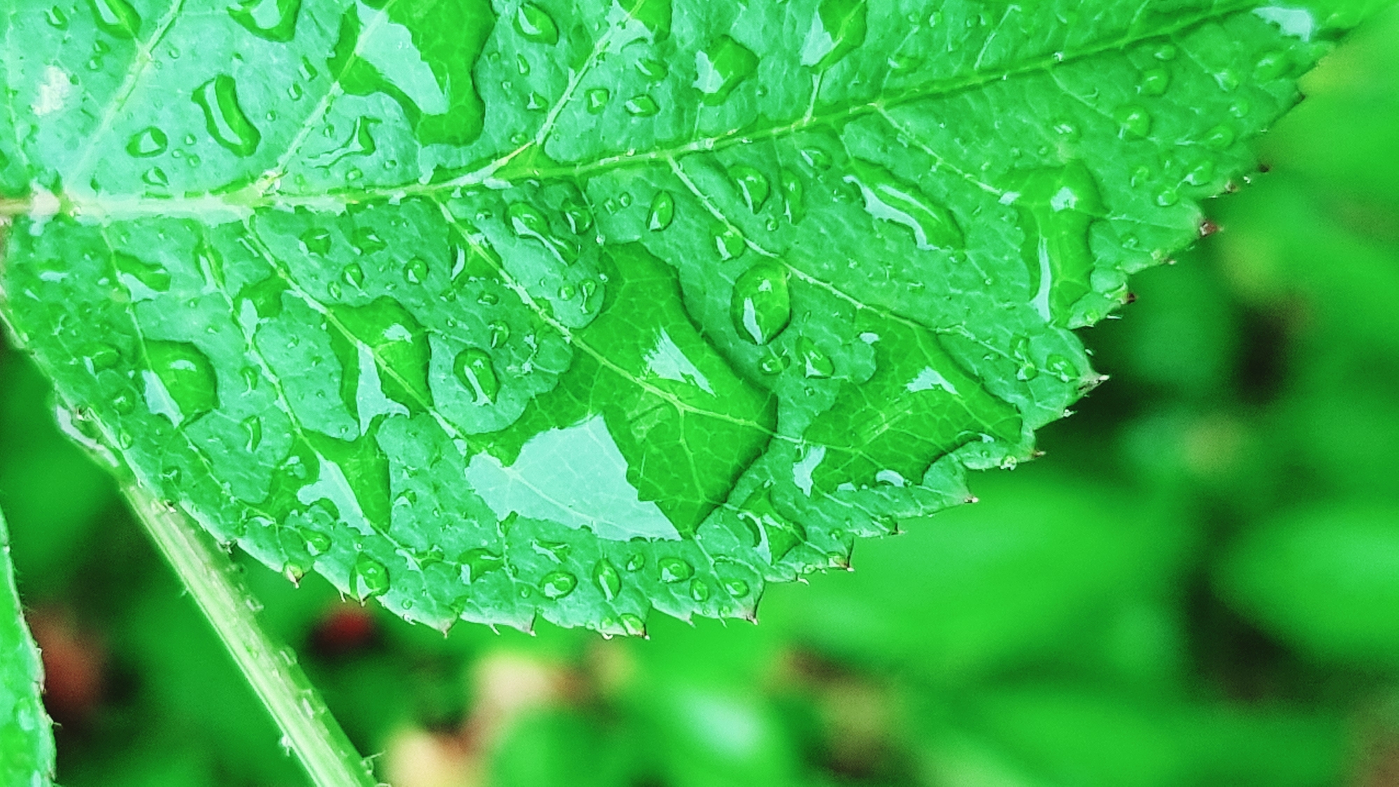 A close-up photograph shows a vibrant green leaf covered in numerous clear water droplets. The leaf's surface exhibits intricate vein patterns, and its edges are serrated. The background is a soft, blurred green, suggesting other foliage. A portion of the leaf's stem is visible. The image was taken outdoors in a natural environment, potentially after a rain shower. There is no visible indication that this photograph was taken in Dunnae-myeon, South Korea. No people, actions, or interactions are visible.