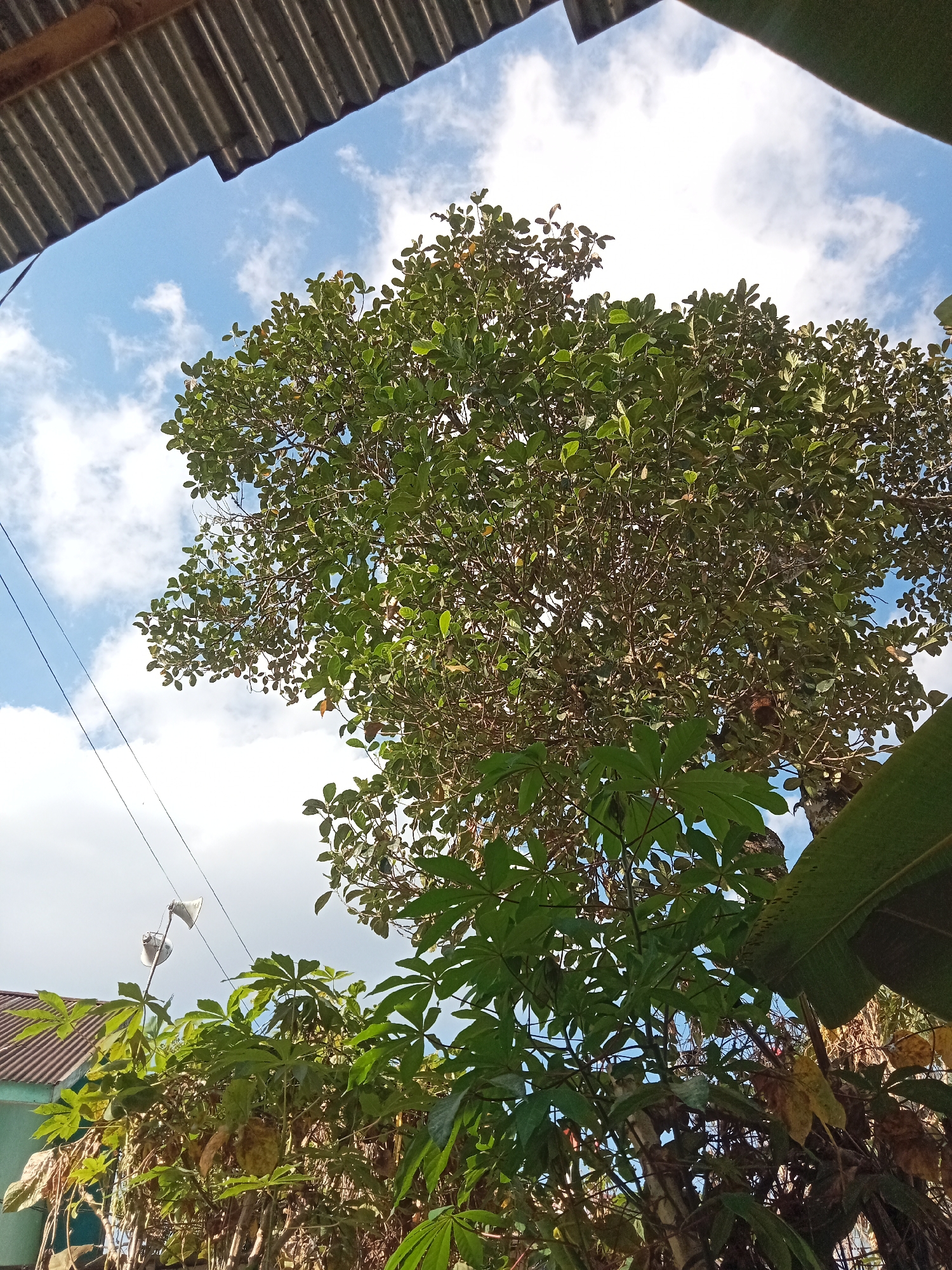 The image depicts an outdoor scene with lush green foliage prominently featured against a bright blue sky dotted with white clouds. In the upper left portion of the frame, a corrugated metal roof is visible, suggesting a covered outdoor space or building. Two thin black wires run diagonally across the sky. The foliage is dense, with a large tree dominating the upper part of the image and smaller plants and trees in the lower half. One of these plants has large, palmate leaves. In the lower left, a portion of a building with a tiled roof can be seen. The overall impression is one of a tropical or subtropical environment. The scene is located in Pancurwening, Indonesia.