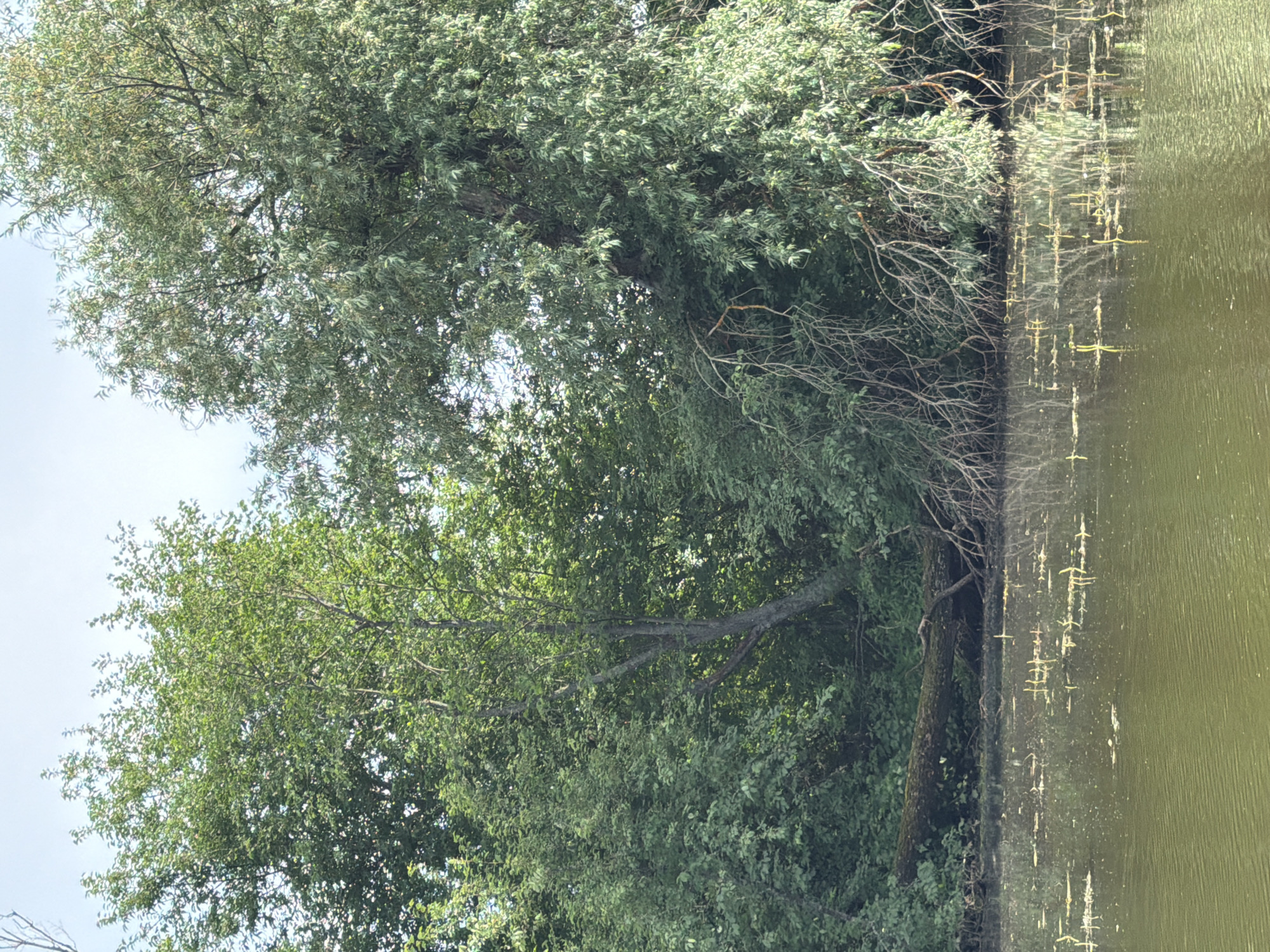 The image depicts a serene natural scene along the bank of a body of water, likely a river or lake, in Garevaya, Russia. Lush green trees dominate the background, their foliage creating a dense canopy. A large, fallen tree trunk lies horizontally across the foreground, partially submerged in the water. The water itself is murky and appears calm, reflecting the surrounding vegetation. Scattered across the water's surface are small, light-colored plants or debris. The sky above is overcast, suggesting a temperate climate. No people are visible in the frame.