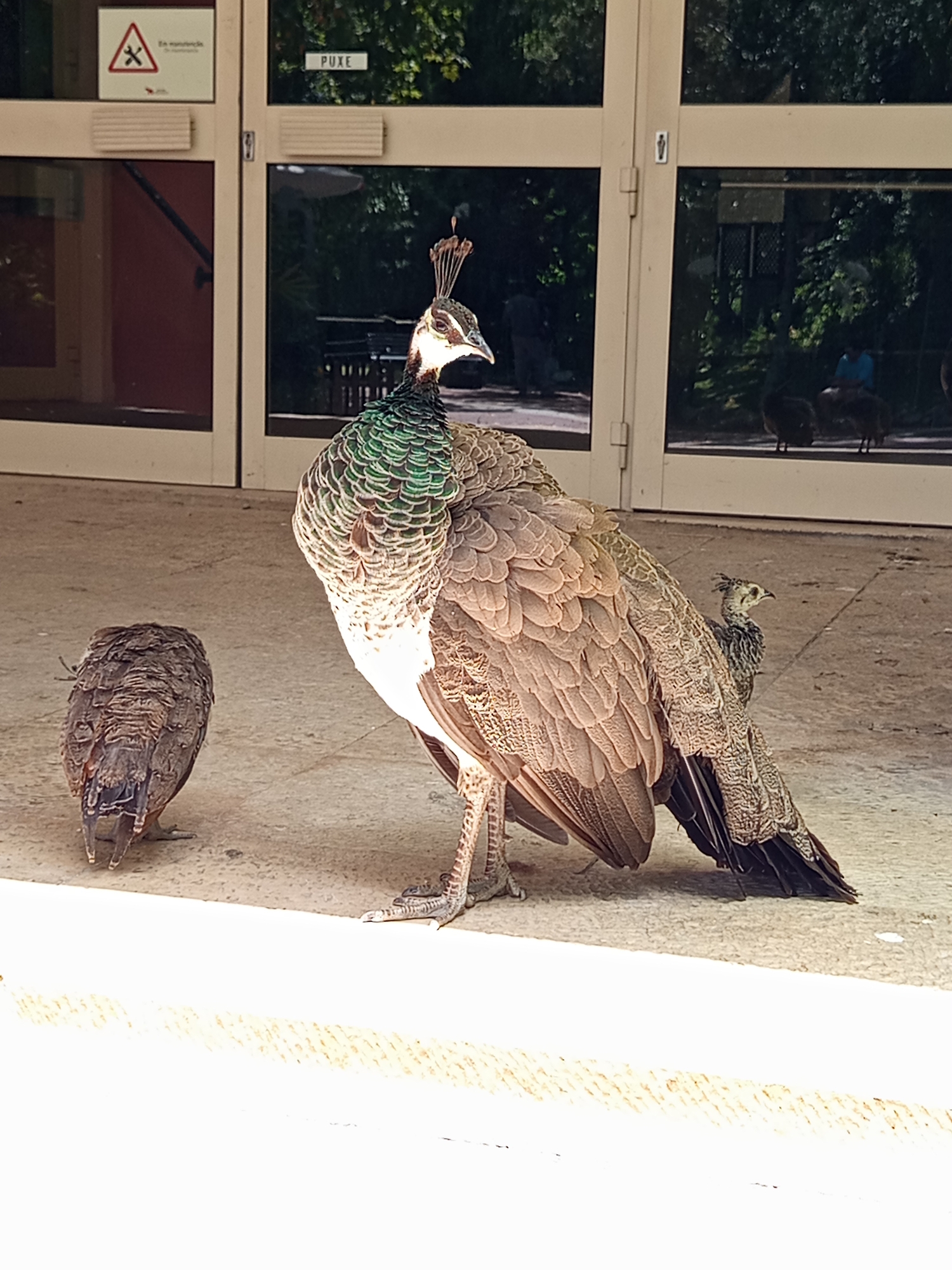 A female peacock stands on a concrete surface in front of large glass doors. The peacock is facing right, with its head turned slightly towards the viewer. Its body is predominantly brown and beige, with iridescent green and blue feathers on its neck and upper back. It has a crest of feathers on its head. To the left of the female peacock is a much smaller peacock chick, facing away from the viewer. To the right of the female peacock, peeking out from behind her, is another, slightly larger peacock chick. The glass doors behind the peacocks reflect trees and what appear to be people in the background. Above the doors, a sign with a red warning symbol and text is visible, as is another sign with the word "PUXE" (Portuguese for "pull"). The lighting suggests it is daytime. The location is the Lisbon Zoo in Lisbon, Portugal.