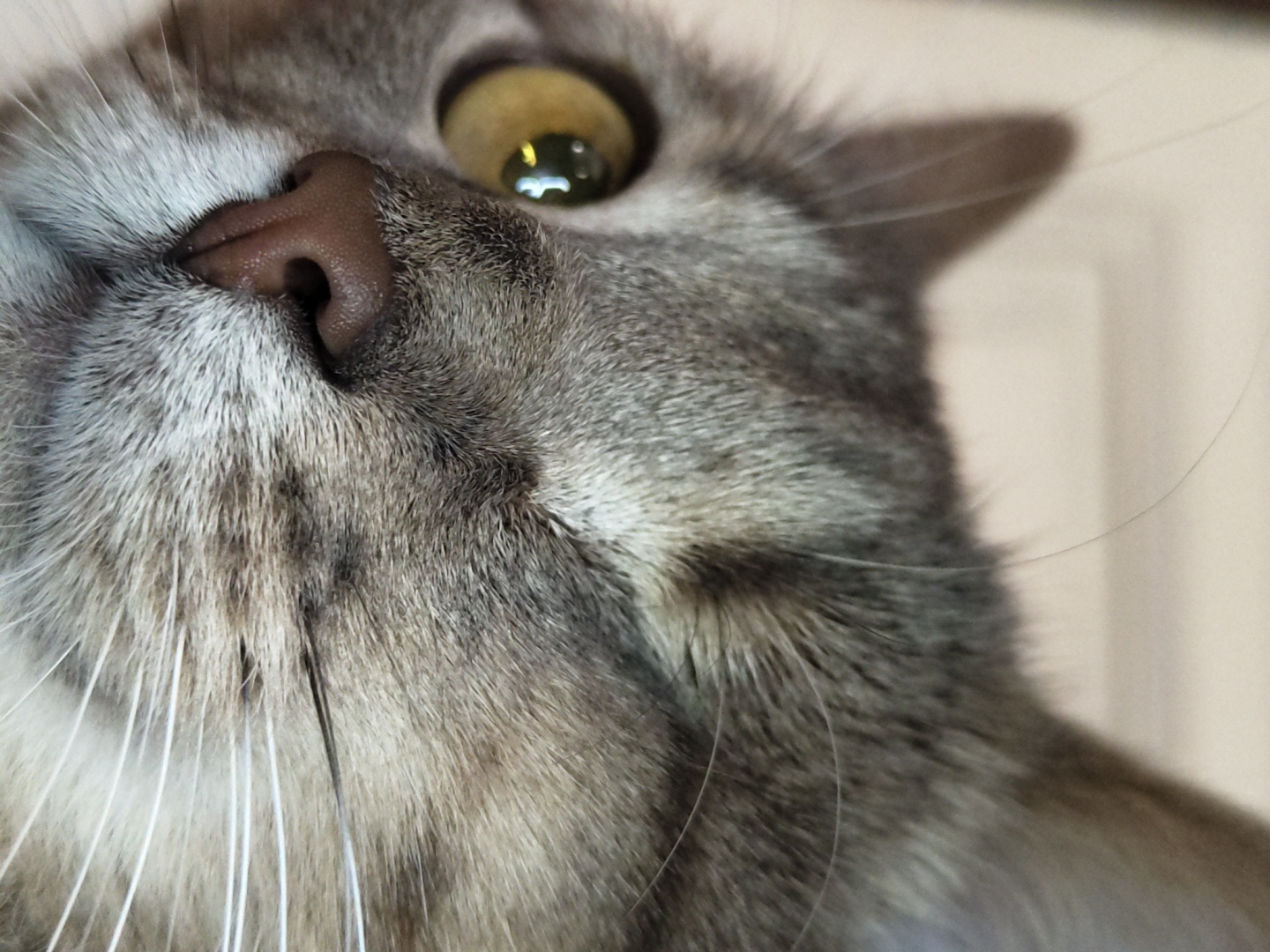 An extreme close-up image captures the anterior cranial region of a domestic feline within an indoor environment, located in the city of Unknown, Unknown. The cat exhibits a gray and white tabby fur pattern. The left orbital region (from the viewer's perspective) features an open eye with an amber iris and a distinct specular reflection. The right orbital region shows the eye partially closed or squinted. The nasal planum is brown. Prominent white vibrissae extend from the left buccal region of the animal. The background is a uniformly light-toned, blurred field, consistent with an indoor setting and shallow depth of field.