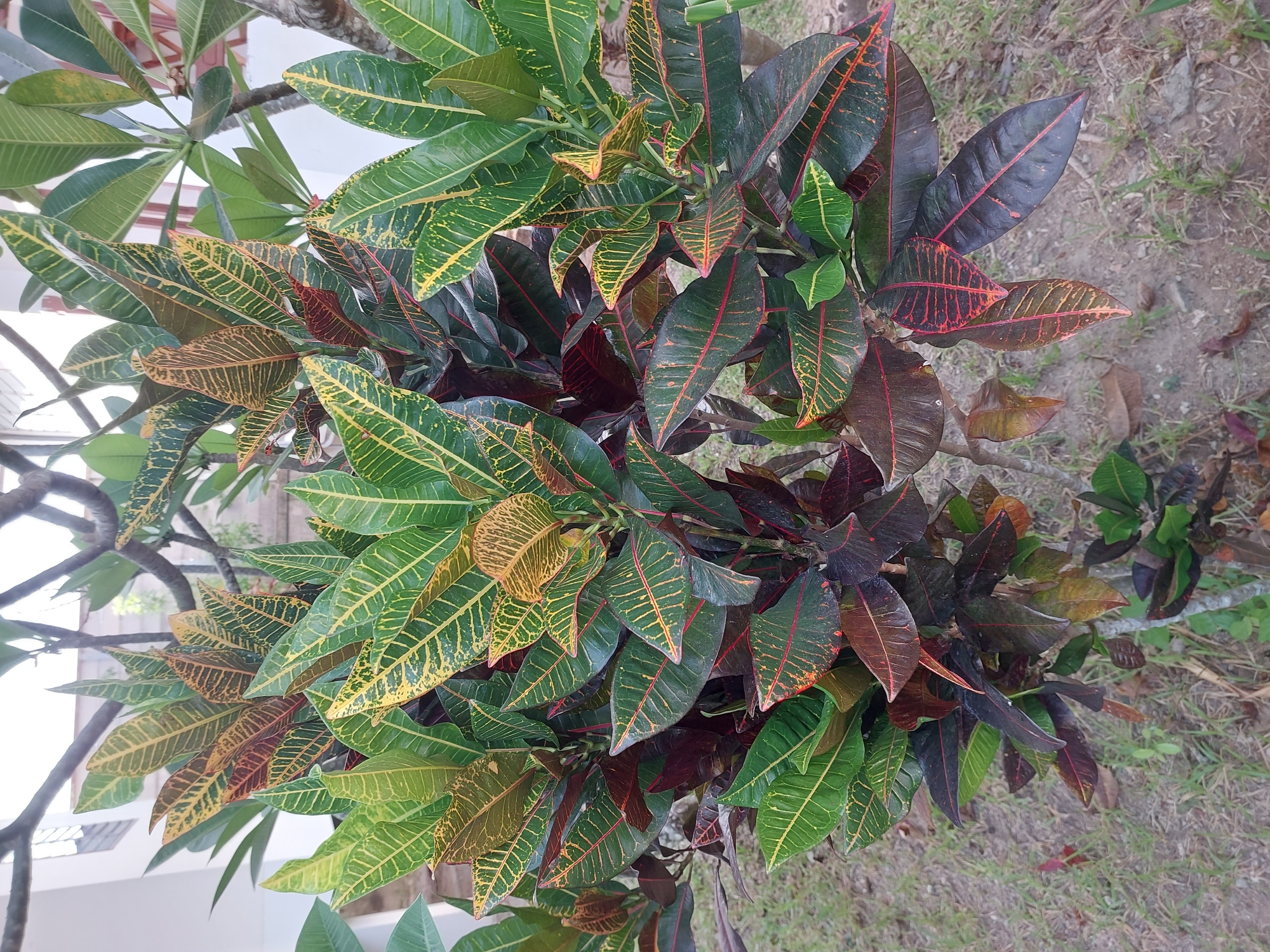 A close-up, eye-level, vertical shot shows a potted croton plant in Baan Mae Nam, Thailand. The plant features numerous ovate leaves with serrated edges. The leaves display a vibrant mix of colors, including green, yellow, and reddish-brown, with prominent yellow venation. Some leaves are darker, appearing nearly black, while others exhibit a lighter green hue. The plant is situated outdoors, with dry soil and sparse green grass visible on the ground around its base. In the background, out-of-focus elements suggest a building with white walls and possibly a balcony or window. Branches from another plant, with lighter green leaves, are visible extending from the top of the frame.
