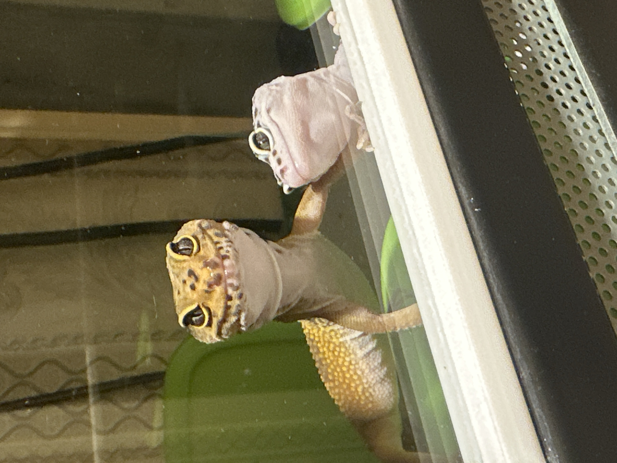 Two leopard geckos are visible inside an enclosure. The lower gecko has a yellow-tan base color with brown spots. The upper gecko is a pale pinkish-white color with dark spots around its eyes and nose. The enclosure appears to be glass or clear plastic with a white frame and a black metal mesh. A green artificial plant is visible inside the enclosure. The location is unknown and is NOT in Moscow, Russia.