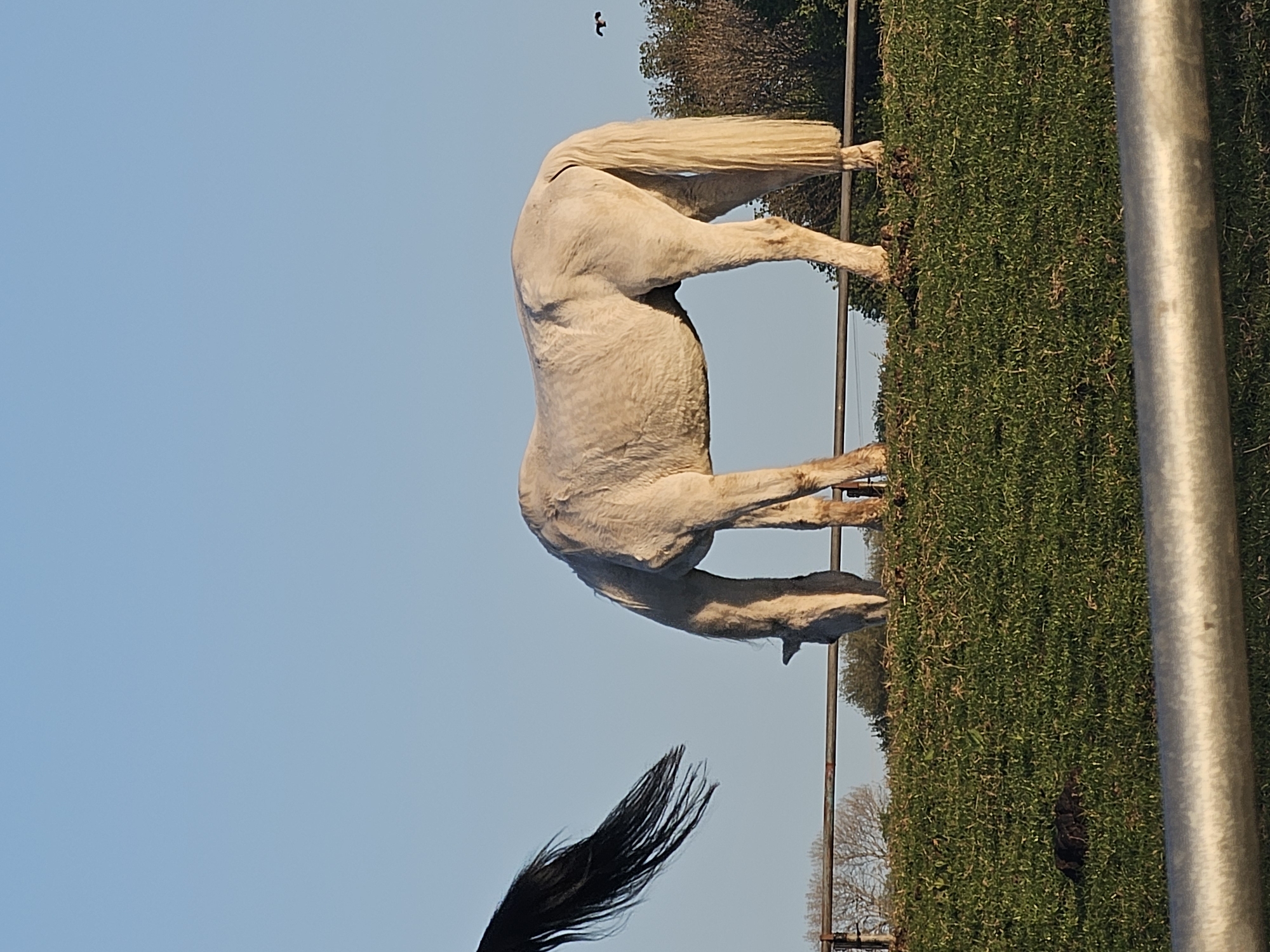 A horse, white with a darker tail, stands on a grassy field under a blue sky. A dark bird flies in the background. Trees and a metal fence post are visible on the right. This photo appears to be taken in Holywell, United Kingdom.