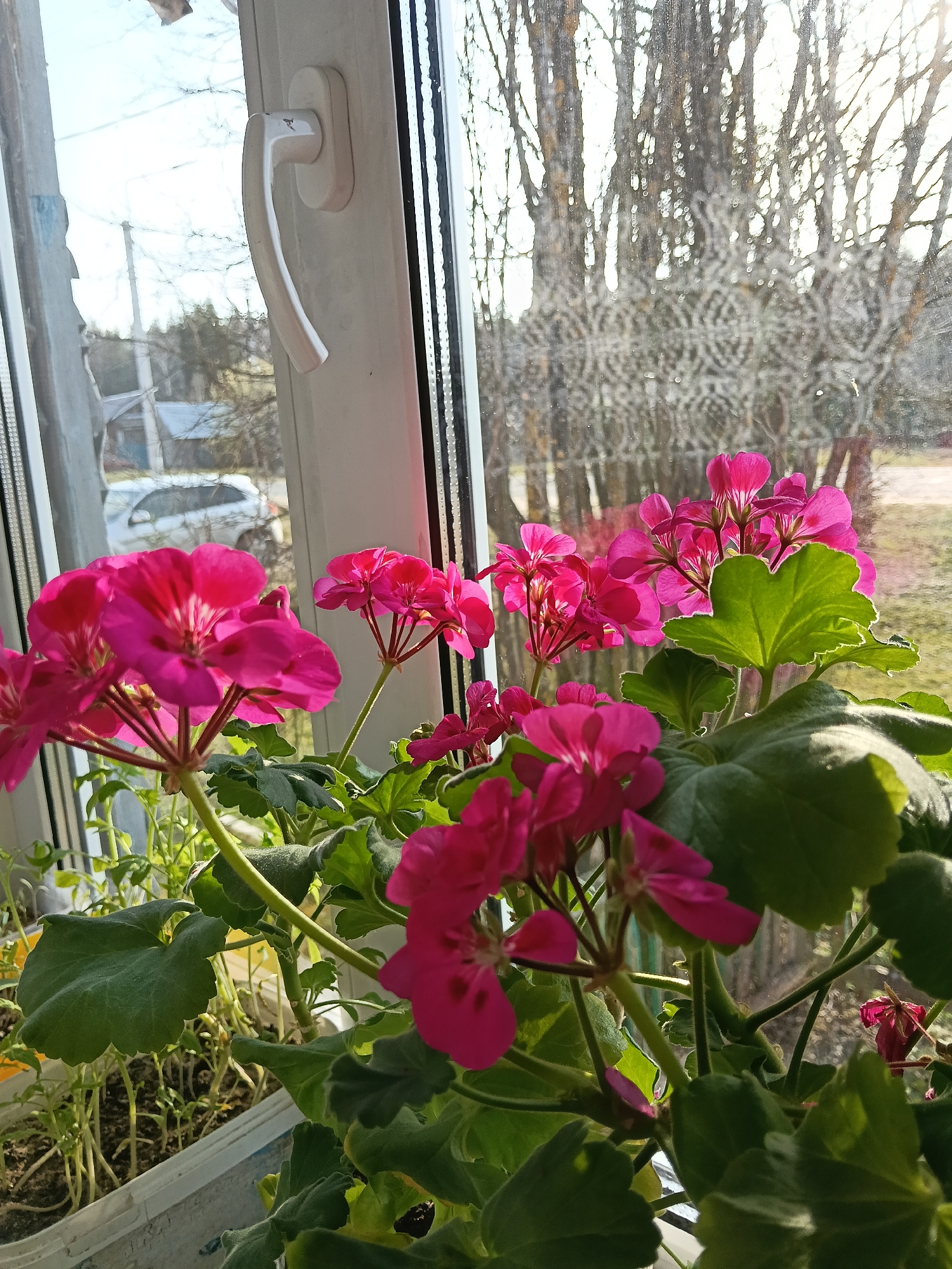 A close-up, eye-level shot showcases a vibrant pink geranium plant situated on a windowsill. The window, likely of a residence in the city of Красный Маяк, Russia, looks out onto a landscape featuring bare trees and a glimpse of a building and a white car in the distance. The window itself is framed in white, and a white handle is visible on the side. The focus is primarily on the geranium plant, highlighting its bright pink flowers and green leaves. A small container of green sprouts sits to the left of the geranium. Sunlight streams through the window, creating varying levels of brightness and shadow across the scene.