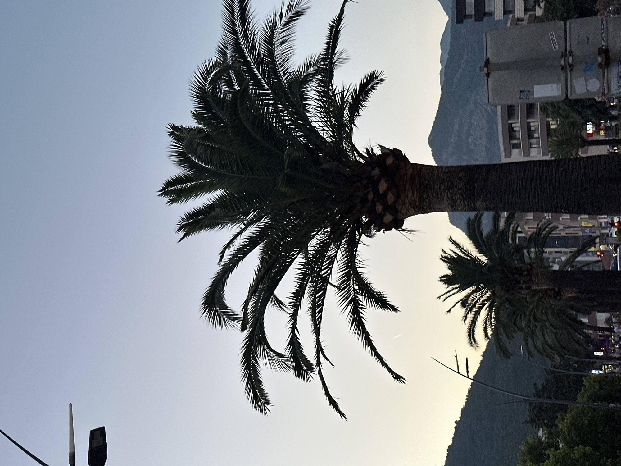 The image shows a street scene in Budva, Montenegro, at dusk. A large palm tree dominates the foreground, its fronds silhouetted against the pale sky. In the background, more palm trees line the street, interspersed with modern buildings and lush green hills. The street is lined with shops and restaurants, and a few people can be seen walking along the sidewalk. The overall atmosphere is one of a relaxed evening in a Mediterranean city. The sky is a gradient of light blue at the top, fading to a soft yellow near the horizon. A street lamp is visible in the upper left corner, its light diffused by the fading daylight. The architecture of the buildings suggests a mix of older and newer construction.