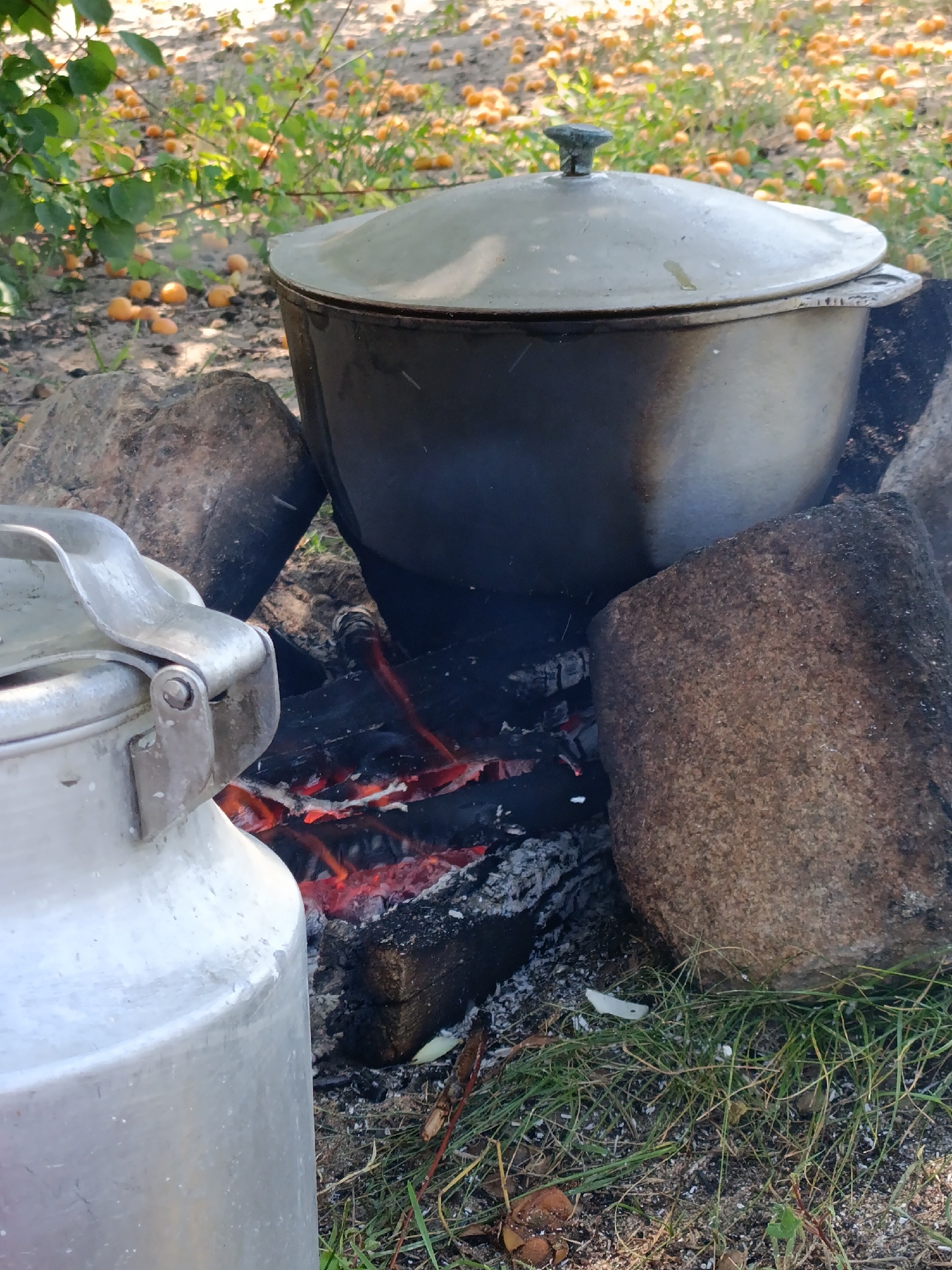 In Kyzyl-Suu, Kyrgyzstan, an outdoor cooking scene unfolds with a large, dark pot with a lid, resting on hot coals and large rocks. The pot is positioned over a campfire, with visible glowing embers and smoke rising. To the left, a portion of a silver metallic container is in the foreground, its handle prominently visible. The background depicts an orchard or field with numerous small, round, orange fruits scattered on the ground and on low-lying branches of trees. The ground is covered in dry leaves and grass, suggesting an outdoor, possibly rural or semi-rural, setting.