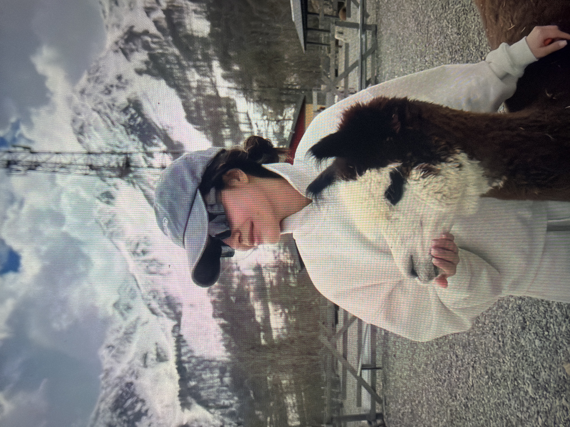 The image depicts an individual interacting with a two-toned alpaca within an outdoor, fenced enclosure, set against a backdrop of snow-capped mountains. The individual, positioned slightly left of center and viewed in three-quarter profile, appears to be an adult wearing a light-colored, long-sleeved top or sweatshirt, a grey baseball cap with a dark brim, and dark sunglasses. Her dark hair is pulled back into a bun. Her left hand is holding the alpaca's head, possibly offering sustenance or petting it, while her right arm is positioned alongside the alpaca's body.
The alpaca, positioned to the right of the person, exhibits a dark brown coat on its body and neck, contrasting with a distinct white coloration on its face and upper neck. Its head is turned slightly towards the person's hand. In the midground, behind the subjects, a wooden rail fence encloses a gravel-covered area where other lighter-colored alpacas and some rudimentary structures are visible.
The far background features a prominent range of rugged mountains with substantial snow cover on their peaks and upper slopes. The sky above is partially cloudy, revealing patches of blue. A tall, dark cellular or telecommunications tower stands on the right side of the image, extending into the sky and partially obscuring the mountain scenery. Some sparse trees or vegetation can be observed on the lower mountain slopes. The requested location for this image is the city of Shumen, Bulgaria.