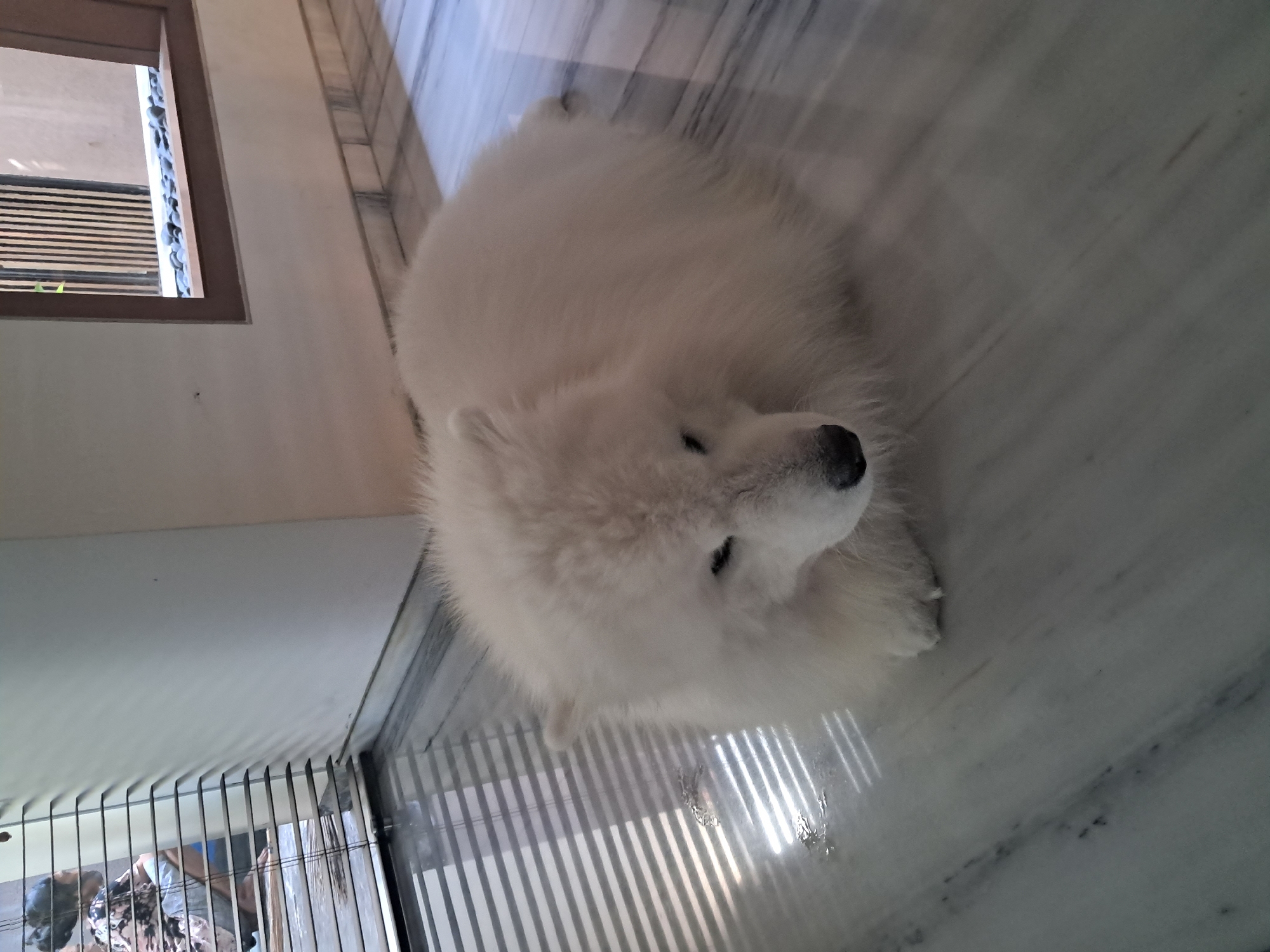 A fluffy white Samoyed dog is lying on a marble floor. The dog's eyes are partially closed, and its head is bowed. Sunlight is streaming through a window with horizontal blinds, casting striped shadows on the floor and the dog. In the background, a wooden framed window looks out onto a courtyard with vertical wooden elements and dark stones. To the left, through a set of blinds, a blurred figure can be seen, possibly a person interacting with something on the floor, but their identity and actions are not clearly discernible. The environment appears to be indoors, likely in a home. The location is specified as Bareng Lor, Indonesia.
