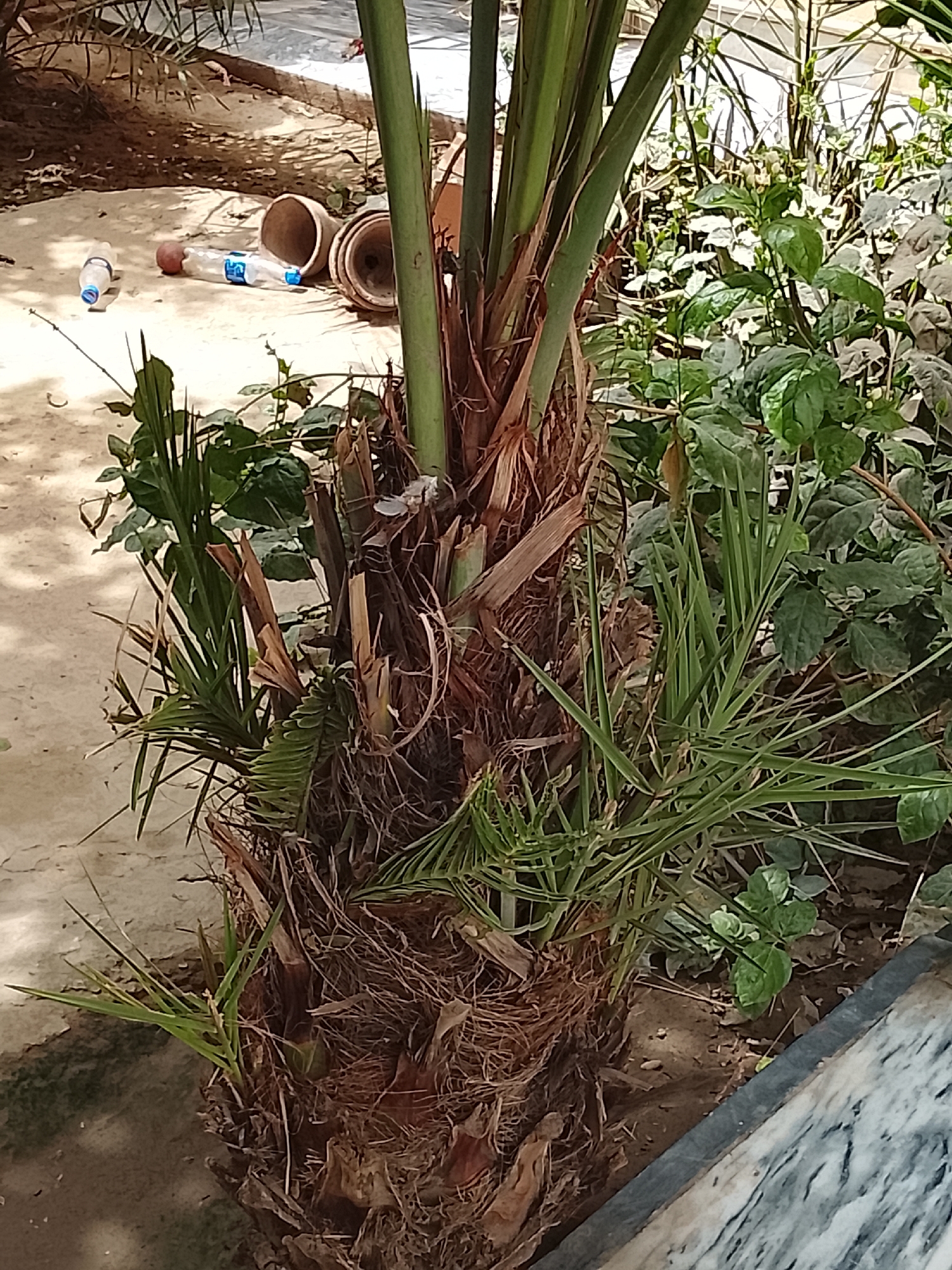 The image shows a young palm tree planted outdoors, possibly in a garden or yard. The tree has a thick, fibrous trunk and several green fronds emerging from the top. In the background, there are other plants and foliage, as well as some discarded items like plastic bottles and clay pots. The location is Unknown, Unknown.