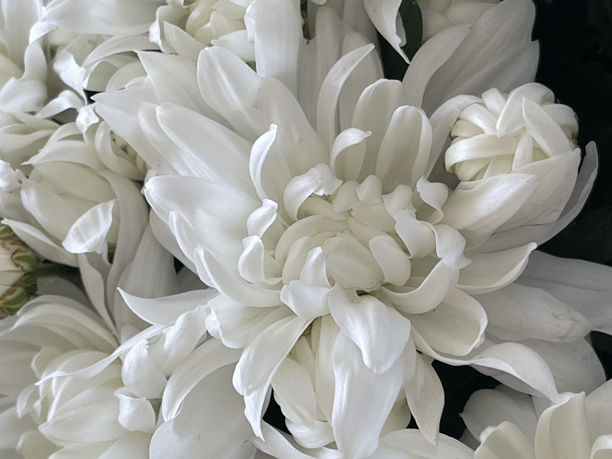 A close-up, overhead shot captures a bouquet of white chrysanthemums. The petals are soft and layered, with subtle shadows highlighting their curves. The focus is sharp on the intricate details of the flowers, with a dark, out-of-focus background. There are no people, actions, or interactions depicted. The image is a still life of flowers and provides no information about its location in Minsk, Belarus, or any environmental context beyond the flowers themselves.