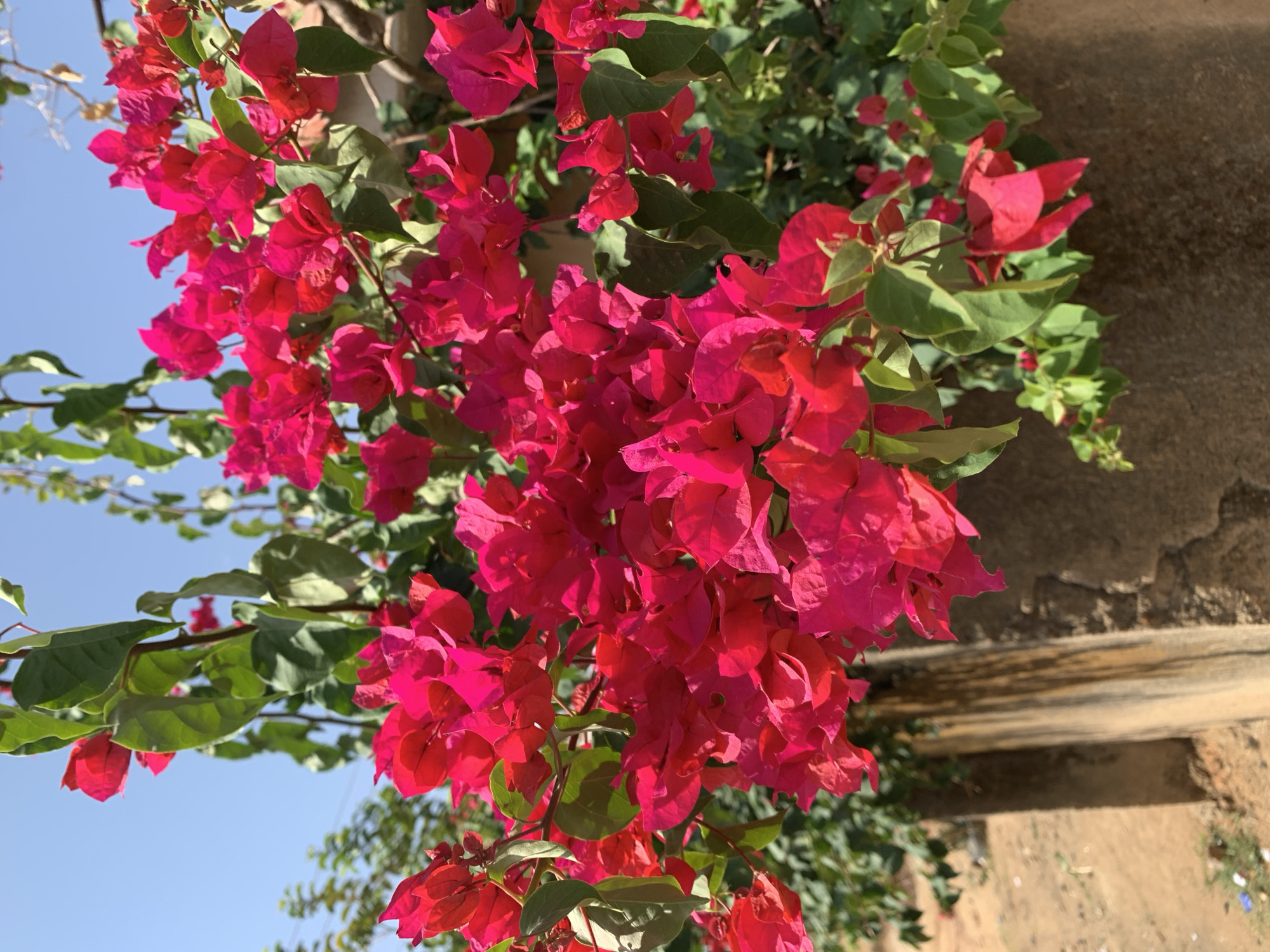 The image depicts a cluster of vibrant pink bougainvillea flowers, with green leaves interspersed, against a backdrop of a clear blue sky and a weathered, textured wall. The flowers are densely packed, suggesting a healthy and mature plant. The wall appears to be made of concrete or a similar material, with visible cracks and discoloration, likely indicating age and exposure to the elements. The photograph captures a close-up perspective of the flora. While the specific location in Rafin Par, Nigeria cannot be determined from the image, the presence of bougainvillea and the architectural style of the wall are indicative of a warm climate and possibly an urban or semi-urban setting.