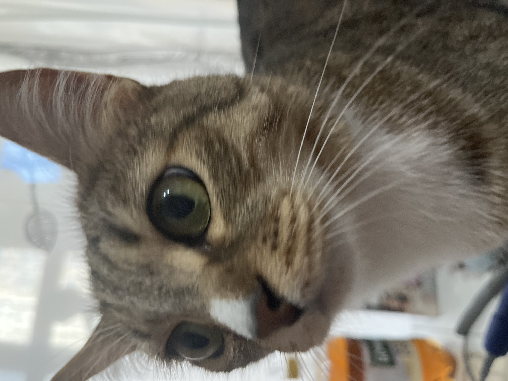 A close-up image shows a tabby cat with green eyes and a white spot on its nose. The cat is positioned at an unusual angle, facing downwards towards the camera. The background is slightly blurred, but it appears to be an indoor setting. No information indicates this image was taken in Izhevsk, Russia.