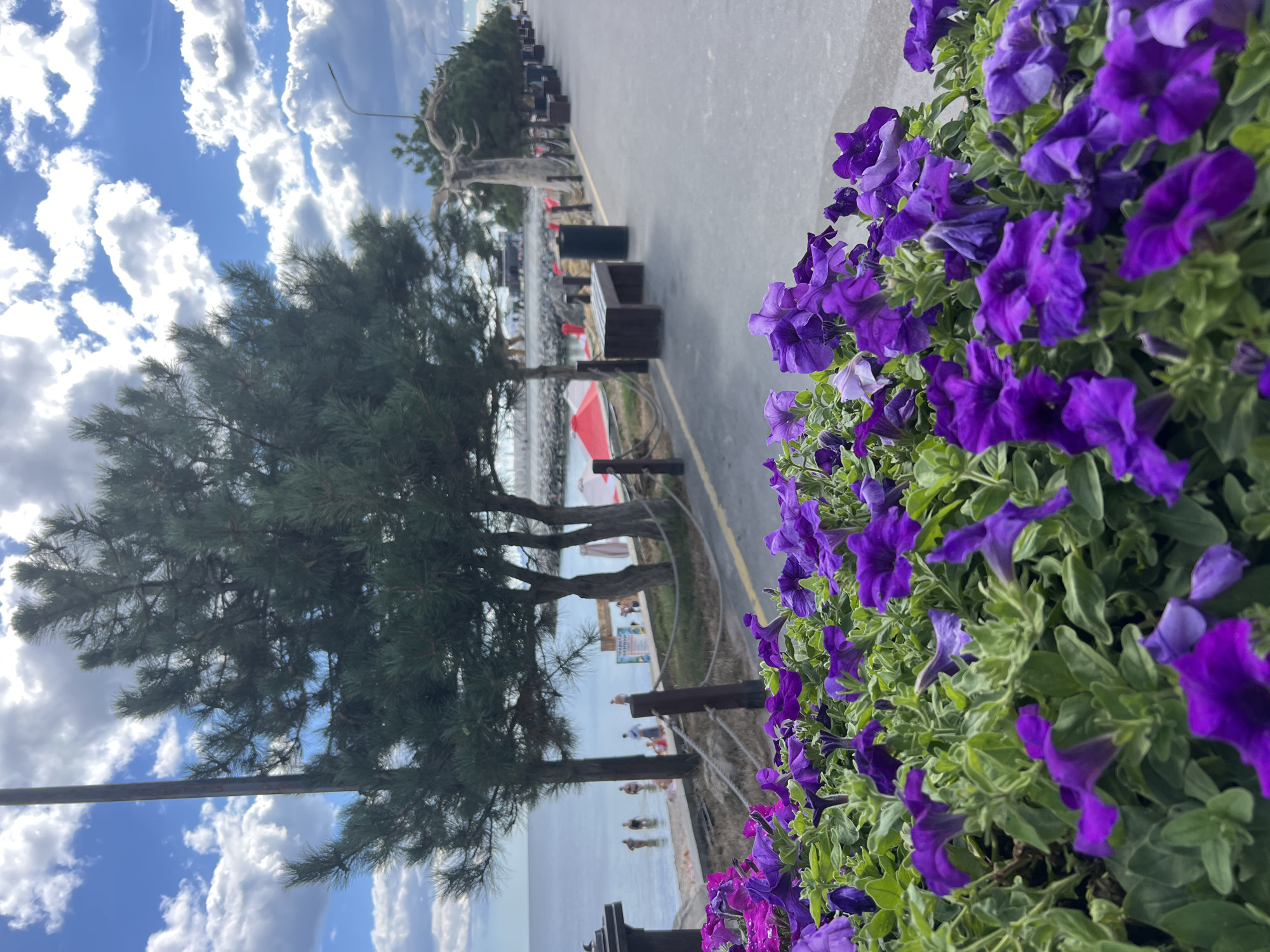The image depicts a seaside promenade in Fontanka, Ukraine, on a day with a partly cloudy blue sky. In the foreground, a planter box is filled with vibrant purple petunias and green foliage. Beyond the flowers, a paved walkway stretches into the distance, lined with trees and wooden bollards with rope fencing. A few people are visible on a sandy beach by the sea, some wading in the water. Several red umbrellas are set up on the beach. Benches and trash receptacles are placed along the walkway. A tall pole, possibly a lamppost, stands to the left of the frame, partially obscuring a large pine tree. The overall atmosphere suggests a pleasant day at a coastal resort.