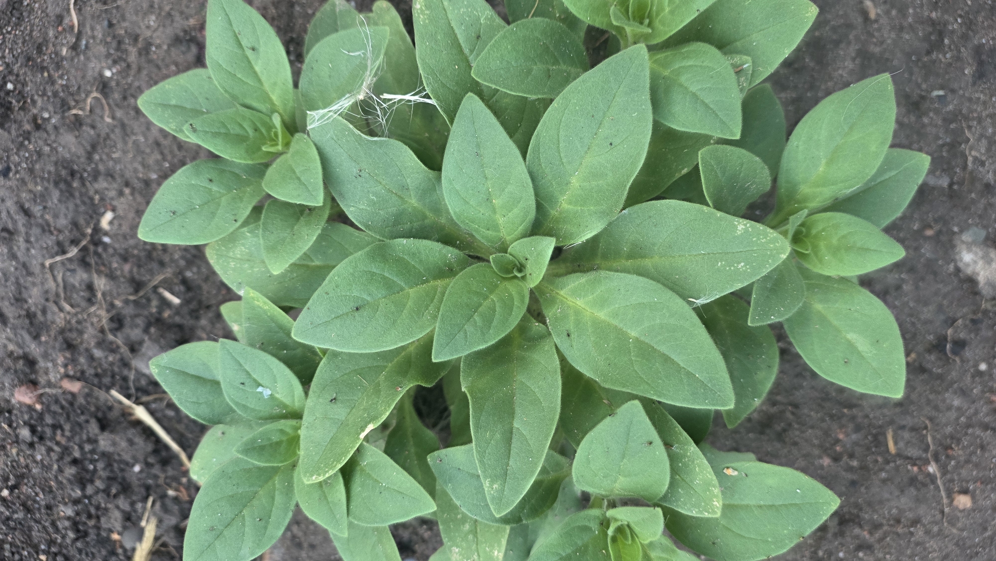 A close-up, overhead shot shows a cluster of young, green plants growing in dark soil. The plants have oval-shaped leaves with visible veins and a slightly fuzzy texture. Some of the leaves show signs of minor damage or discoloration, possibly from insects or environmental factors. A few strands of white cobweb are visible among the leaves. The soil appears dry and contains small pebbles and dried plant matter. The scene is set outdoors, likely in a garden or a natural environment, and there is no indication of human presence or activity. The image does not provide any information about the specific location within the city of Chuy, Kyrgyzstan.