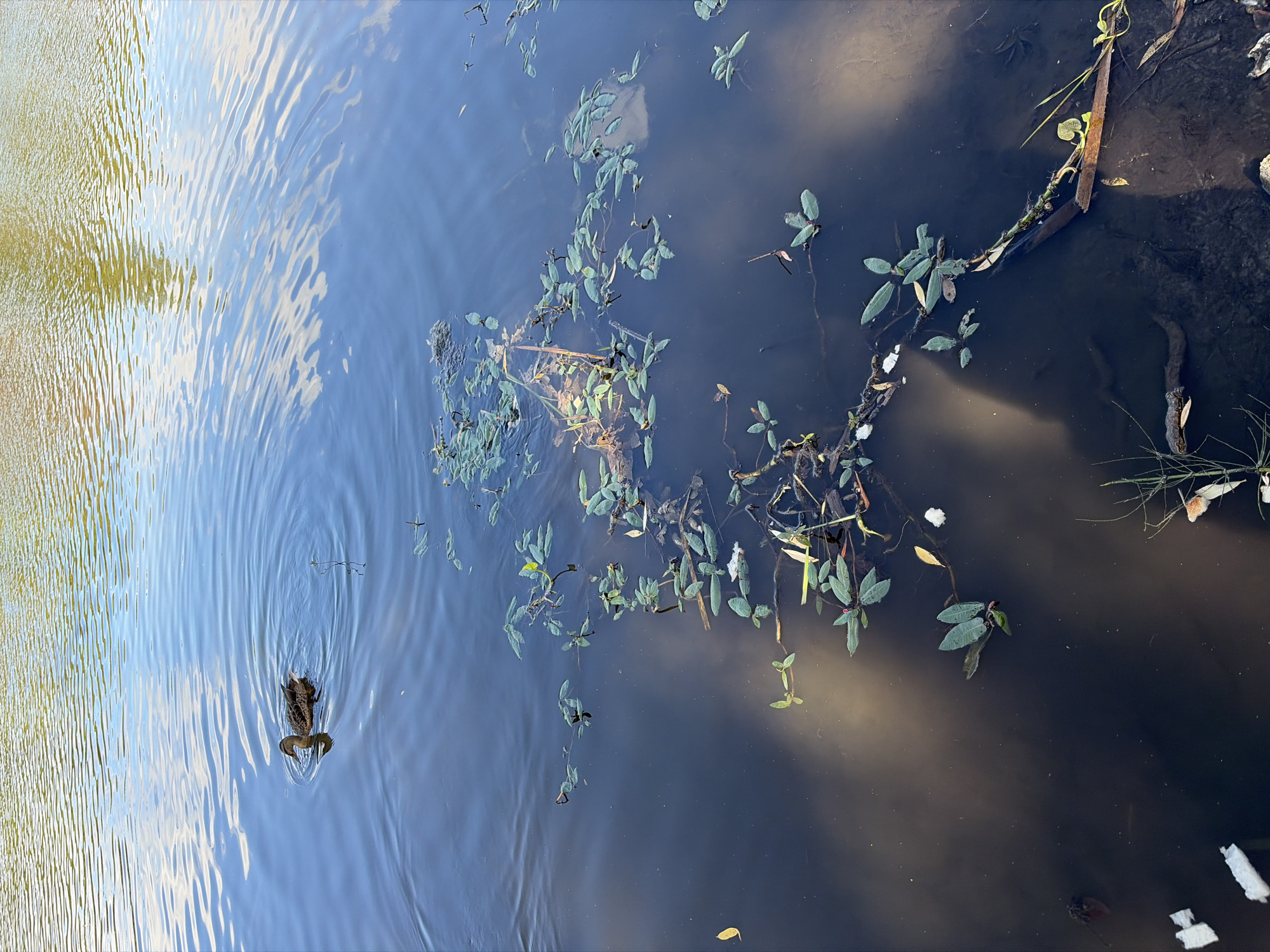 A lone duck swims in the calm waters of a body of water, its movement creating ripples. The water is a deep blue, reflecting the sky and surrounding vegetation. Submerged aquatic plants, with their distinctive green leaves, are visible near the surface and closer to the shore. Debris, including what appears to be pieces of white plastic and some organic matter, floats on the water and rests on the bottom. The shoreline is visible in the lower portion of the image, with some dried grasses and submerged wood. The overall scene suggests a natural, tranquil setting within an urban or suburban environment.