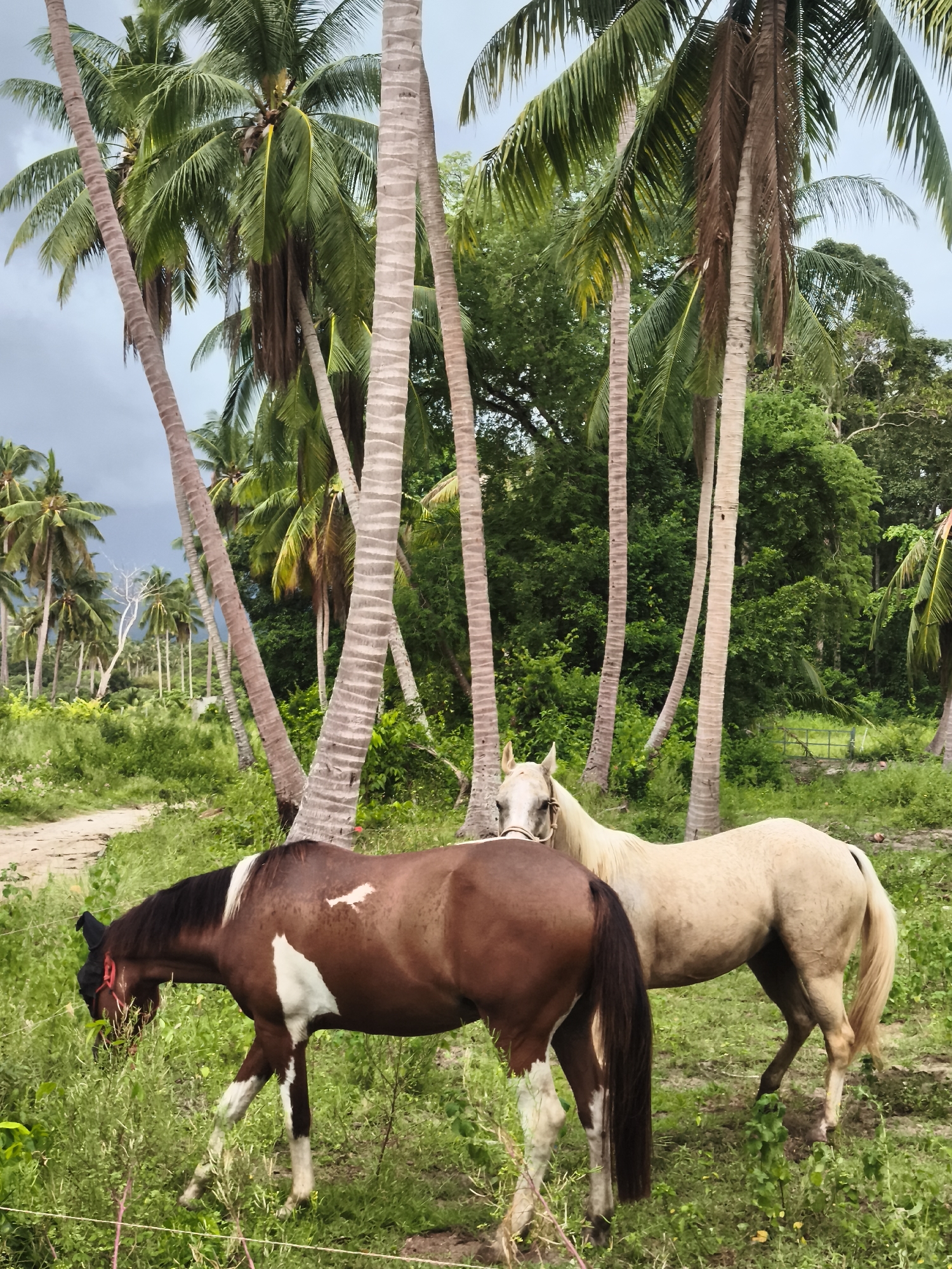 The image depicts two horses in a grassy, tropical environment with numerous palm trees. One horse, a pinto with brown and white markings, is grazing in the foreground. The other horse, a pale cream or light bay color, stands behind it, facing left. Both horses appear to be in good condition. The background consists of dense green foliage and a cloudy sky, suggesting a humid climate, typical of Ko Samui District, Thailand. A dirt path is visible to the left of the horses, and a rudimentary fence runs in front of the pinto. The overall scene conveys a sense of rural tranquility.
